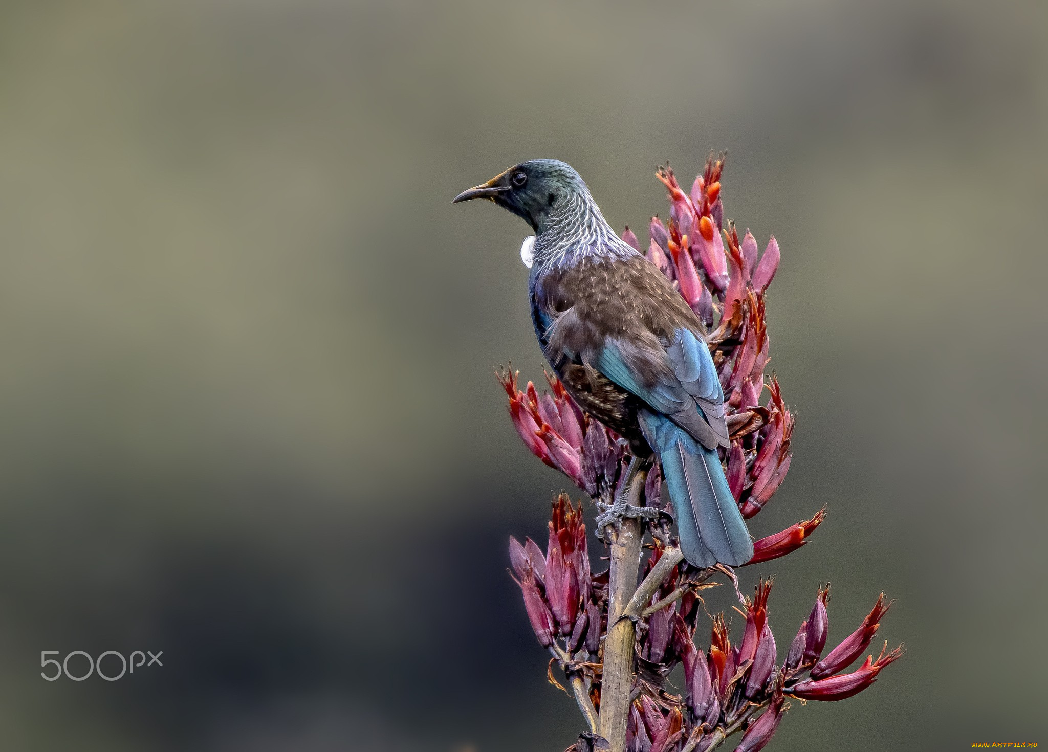 животные, птицы, растения, 500px, размытый, фон, с, водяными, знаками, крупный, план, минимализм