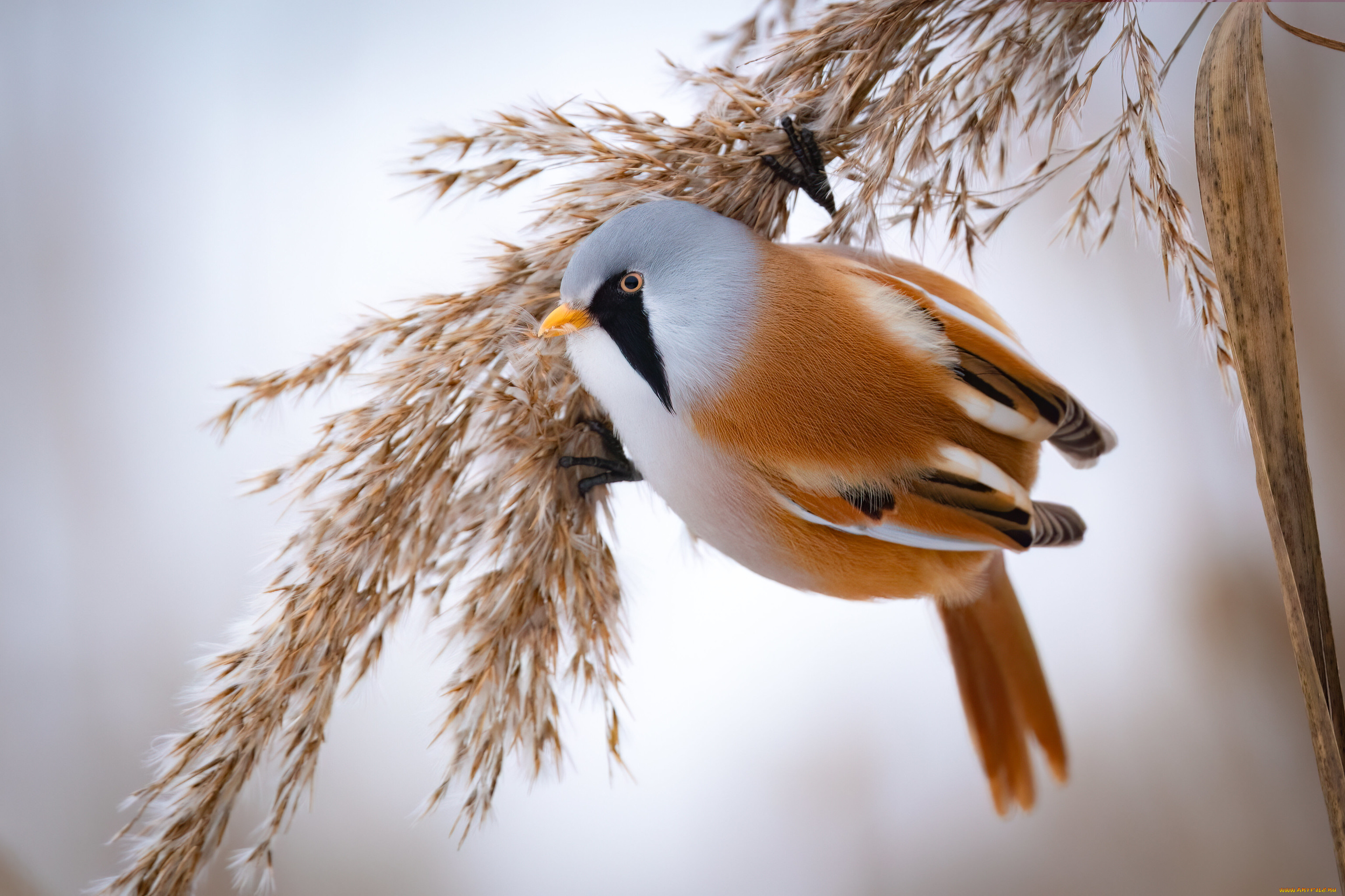 животные, птицы, птица