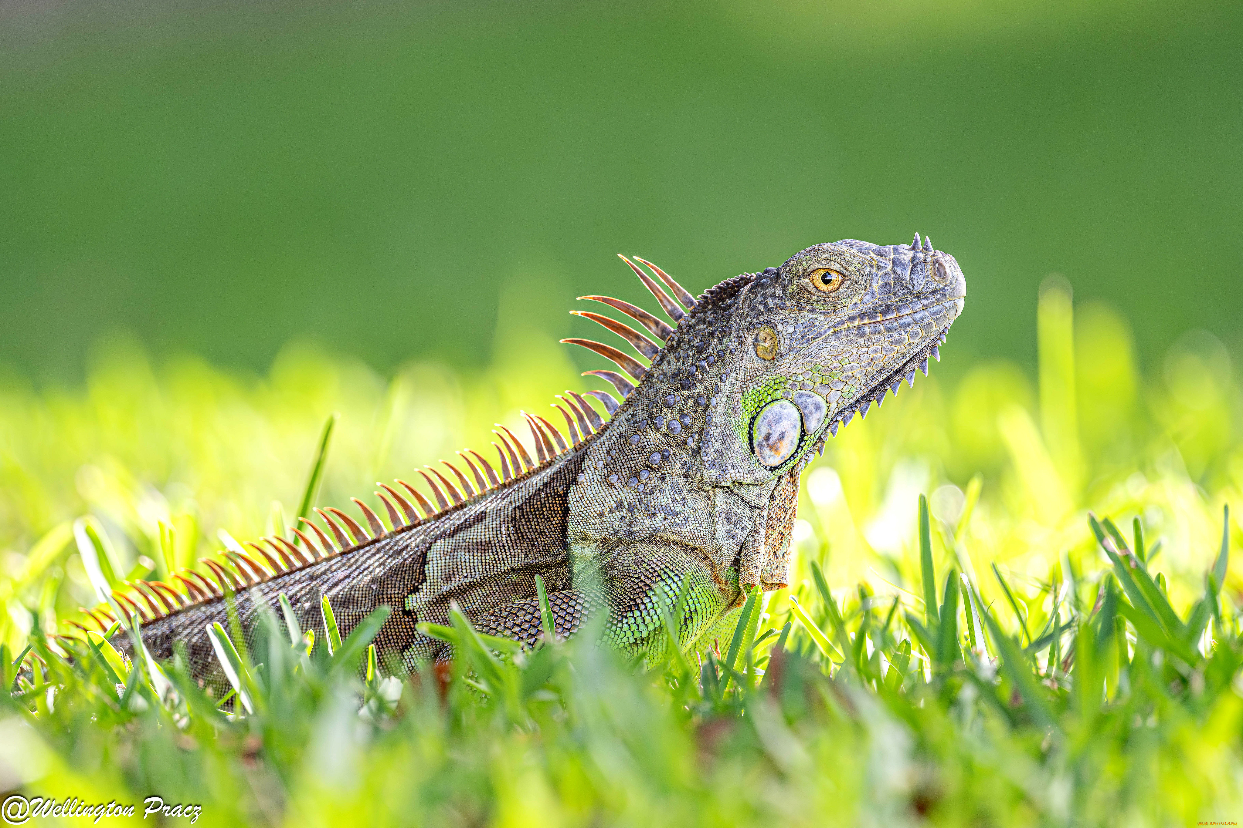 животные, ящерицы, , игуаны, , вараны, ящерица