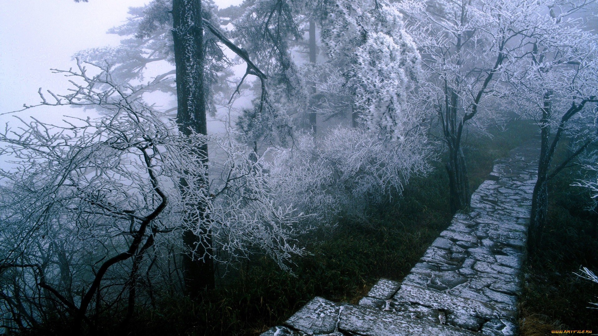 природа, дороги, лес, снег, дорожка, туман