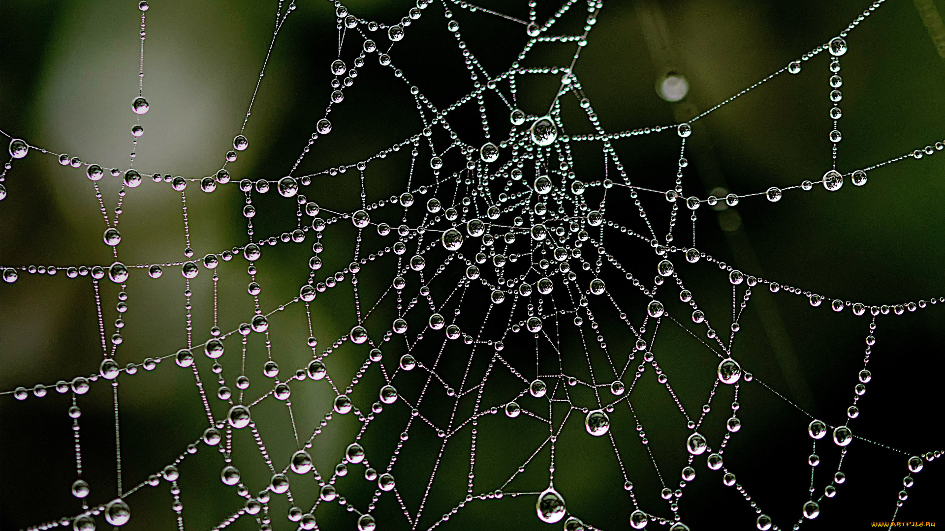 природа, макро, паутина