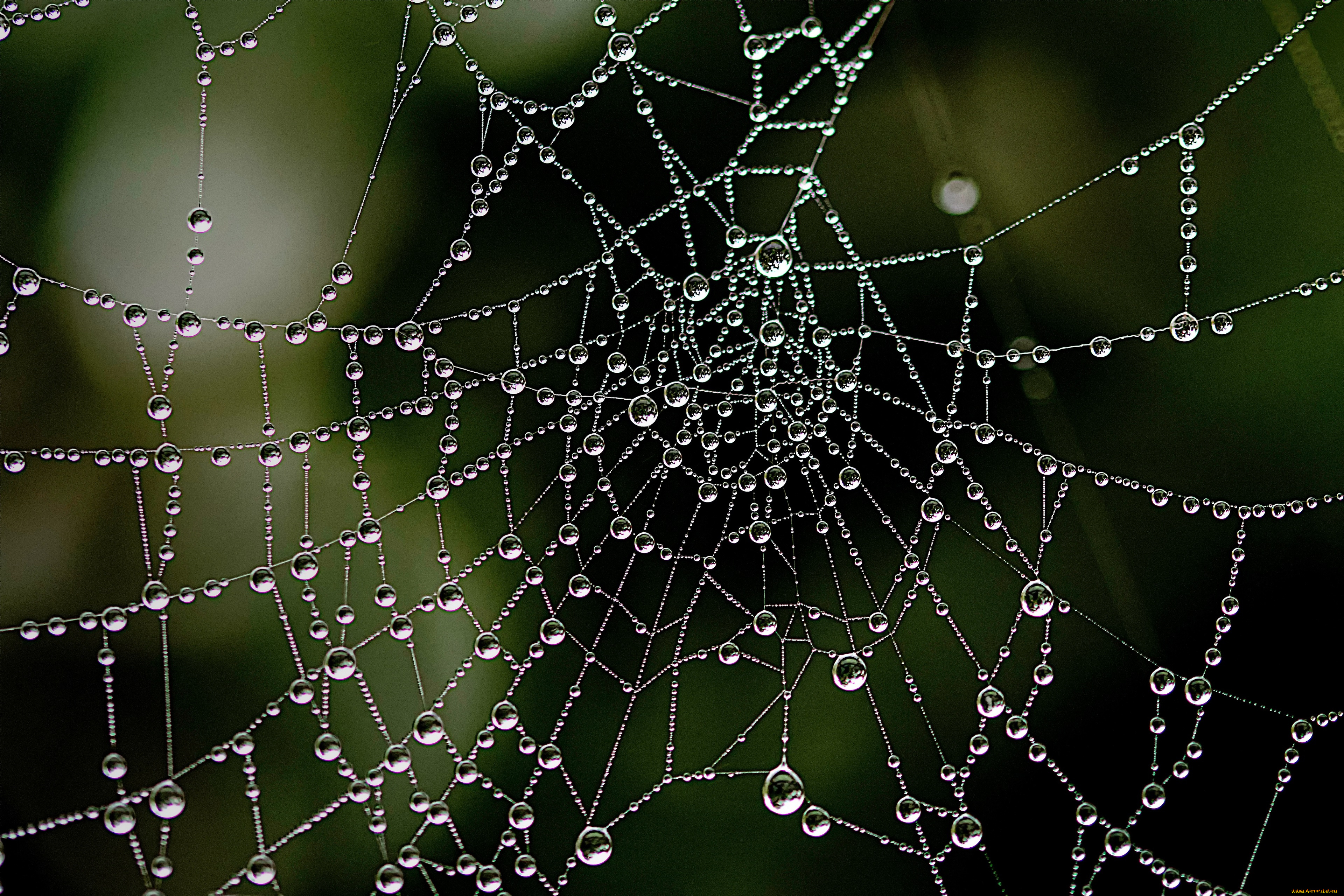 природа, макро, паутина