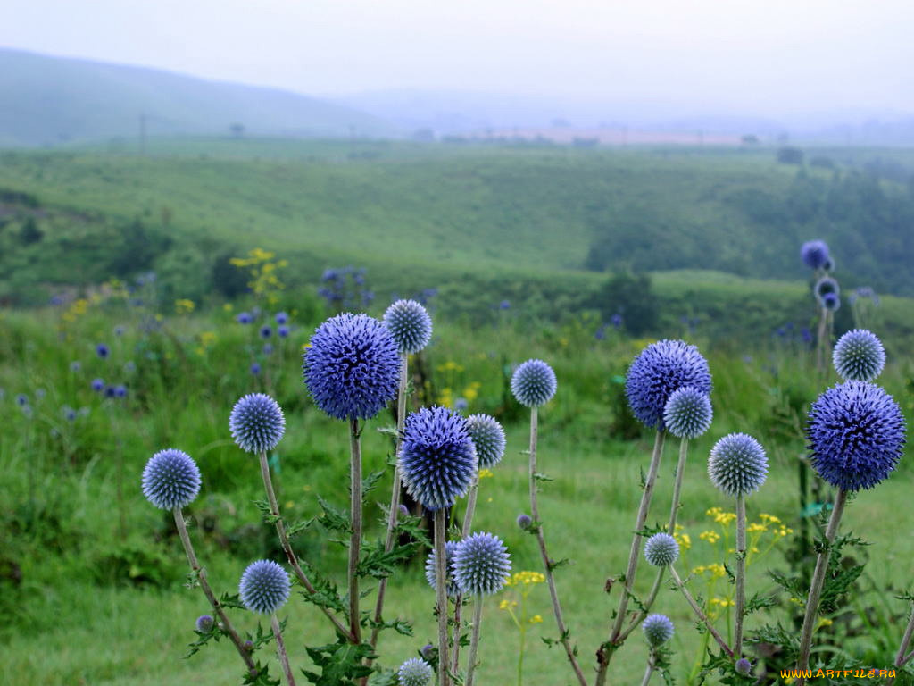 цветы, луговые, полевые