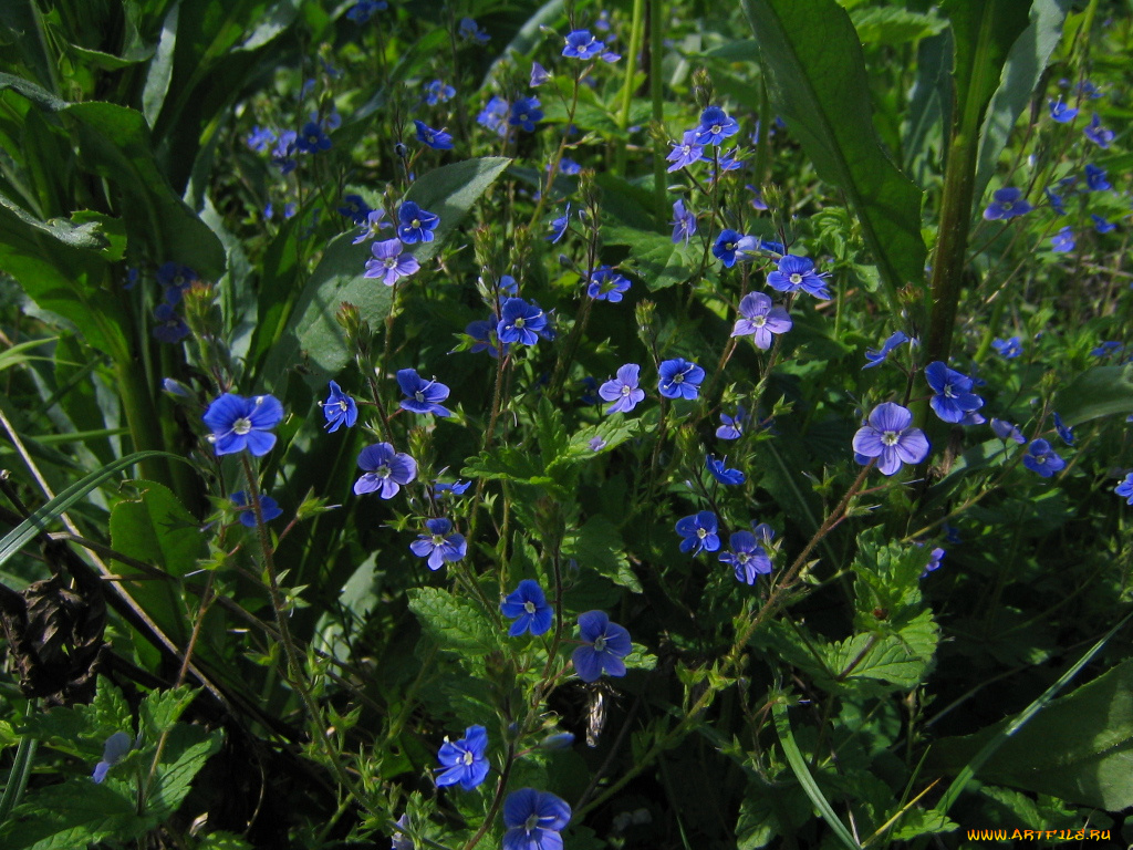 цветы, немофилы, вероники