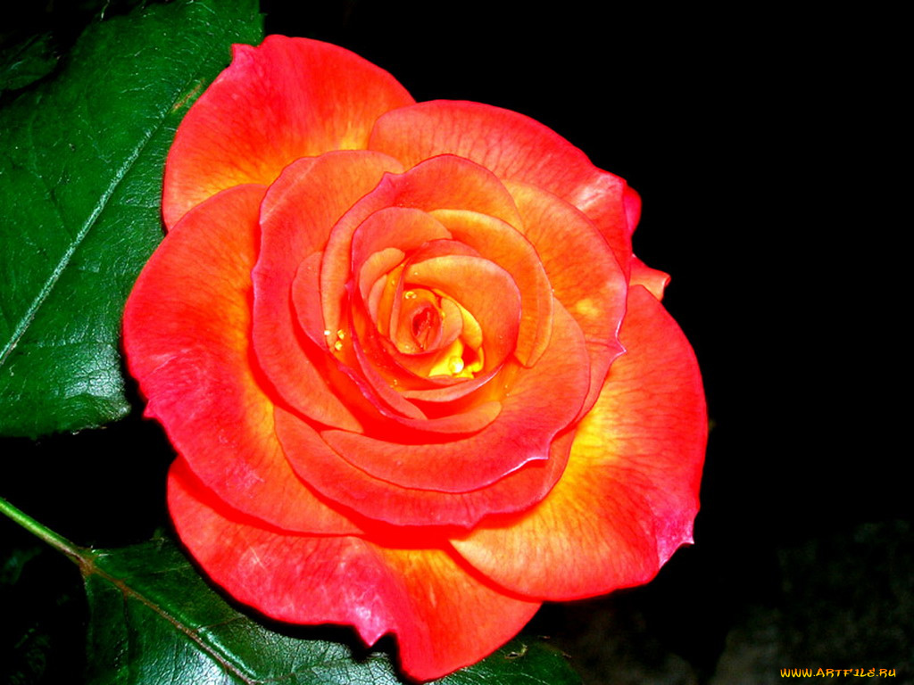 цветы, розы