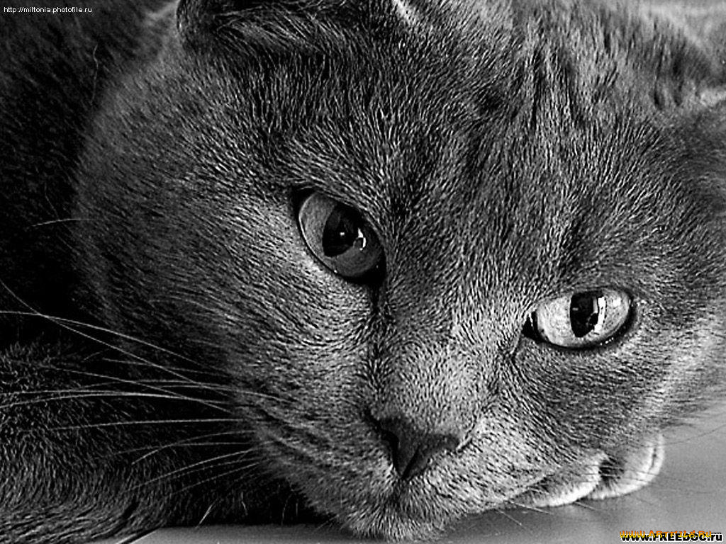 животные, коты