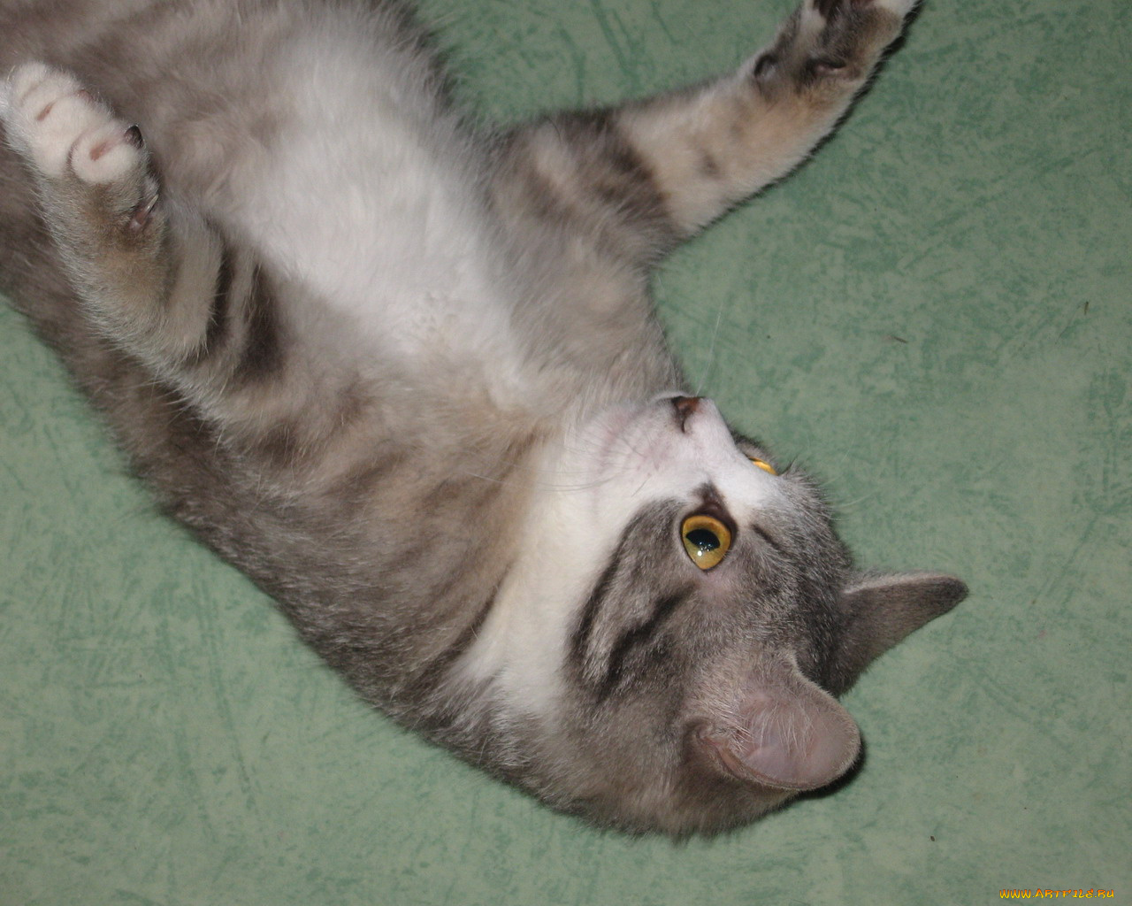 животные, коты