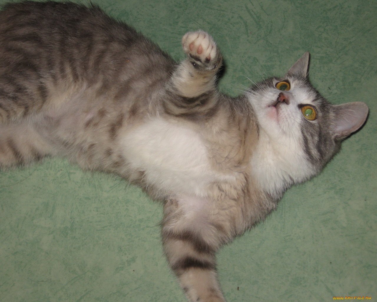 животные, коты