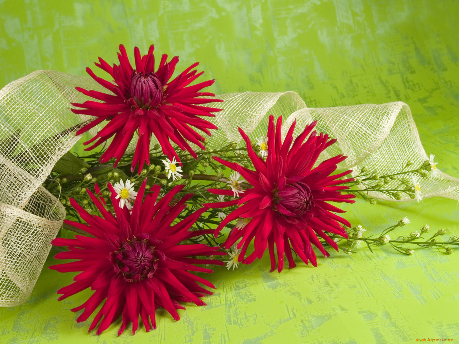 цветы, георгины