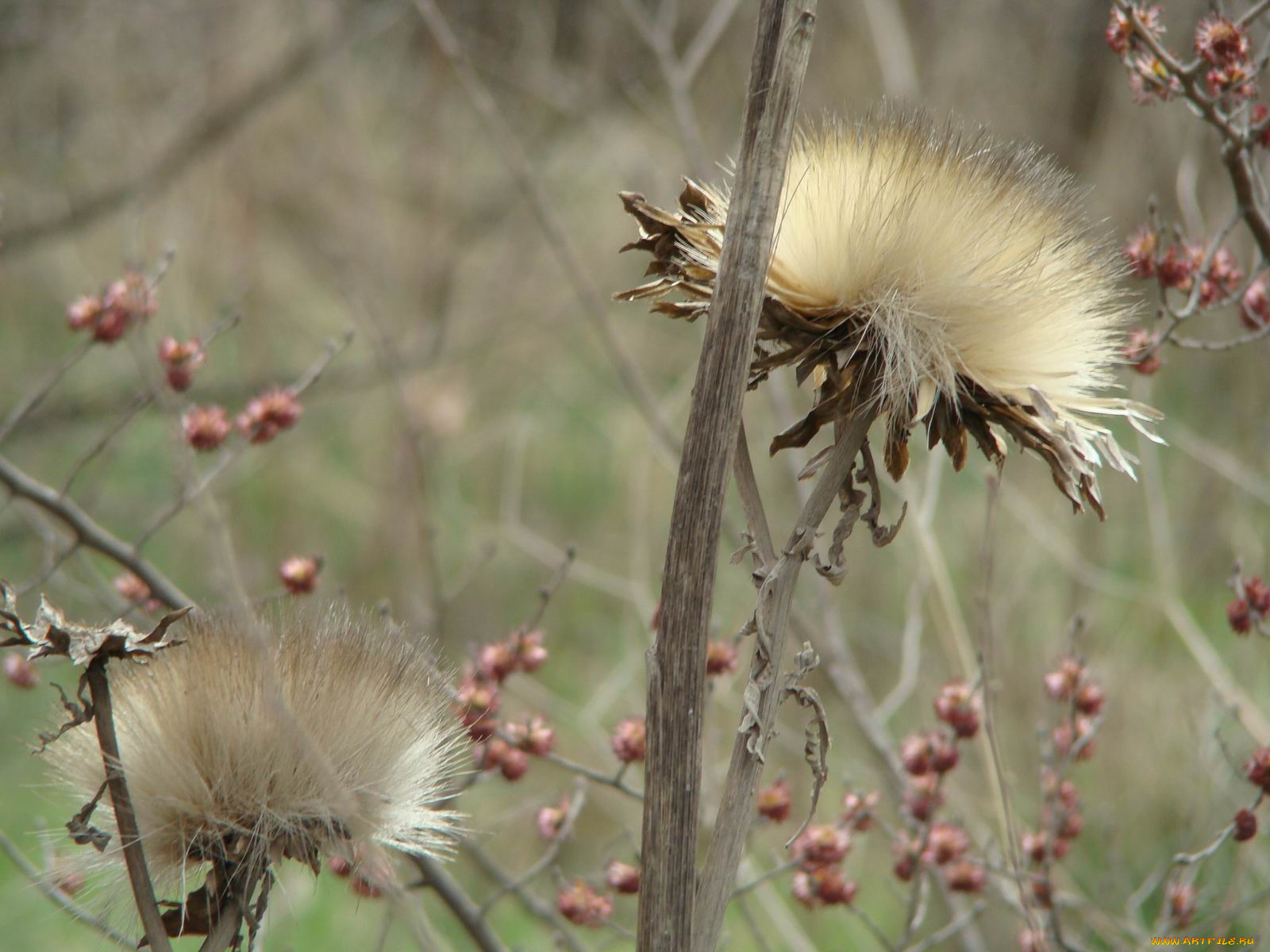 цветы, луговые, полевые