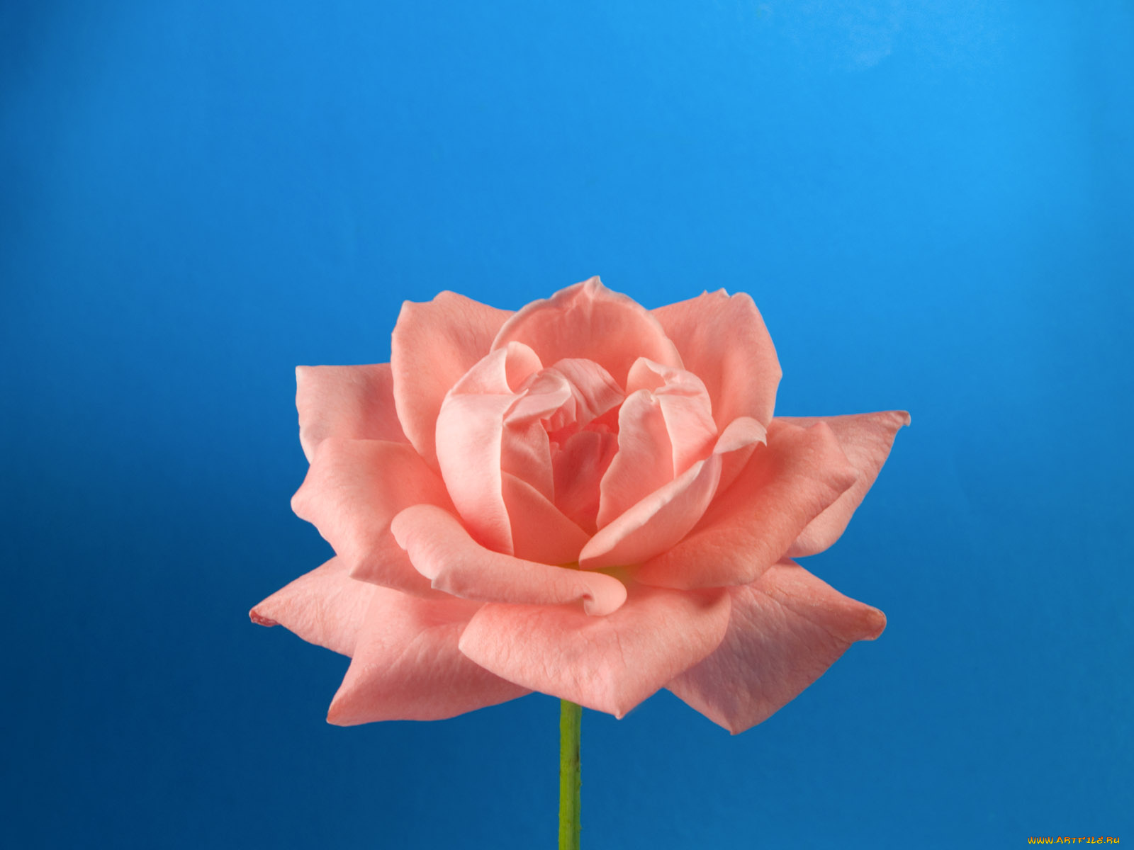 цветы, розы