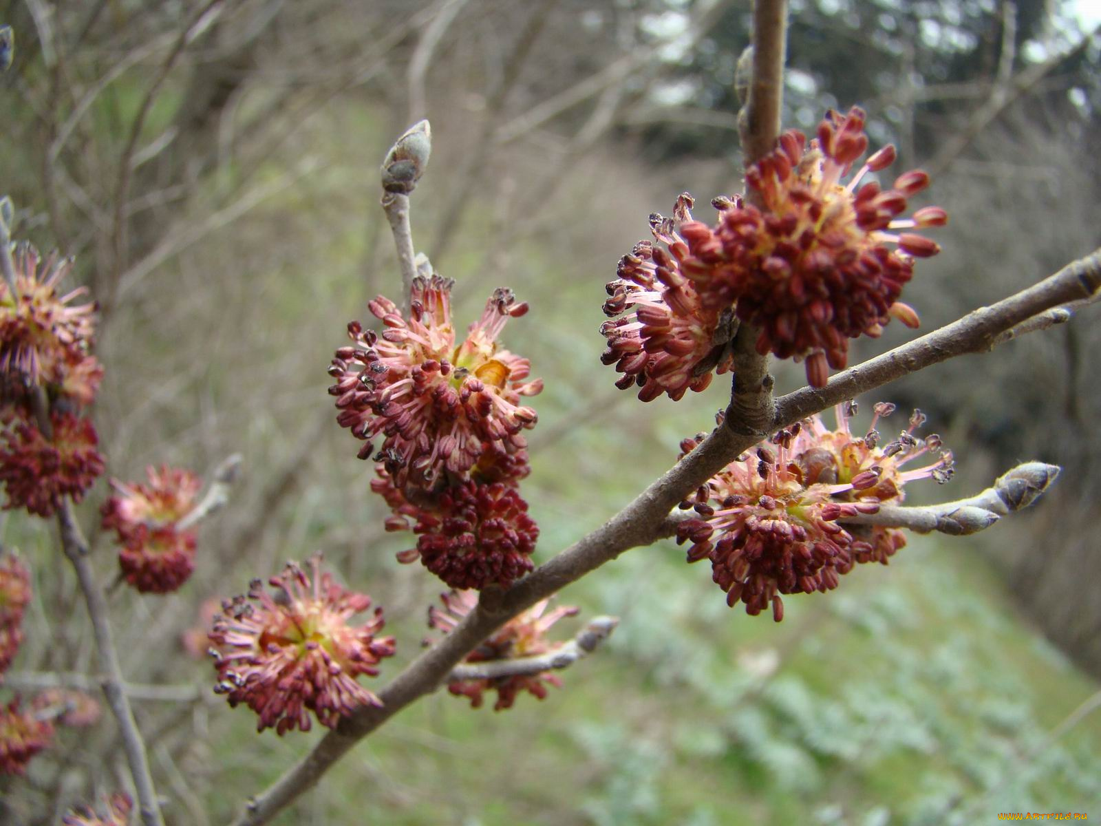 природа, макро