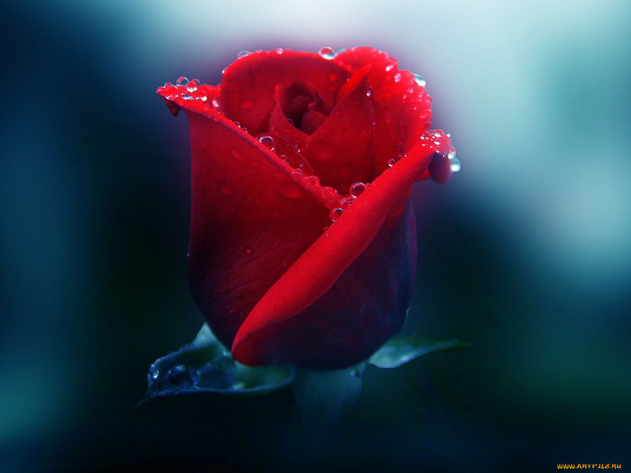 цветы, розы