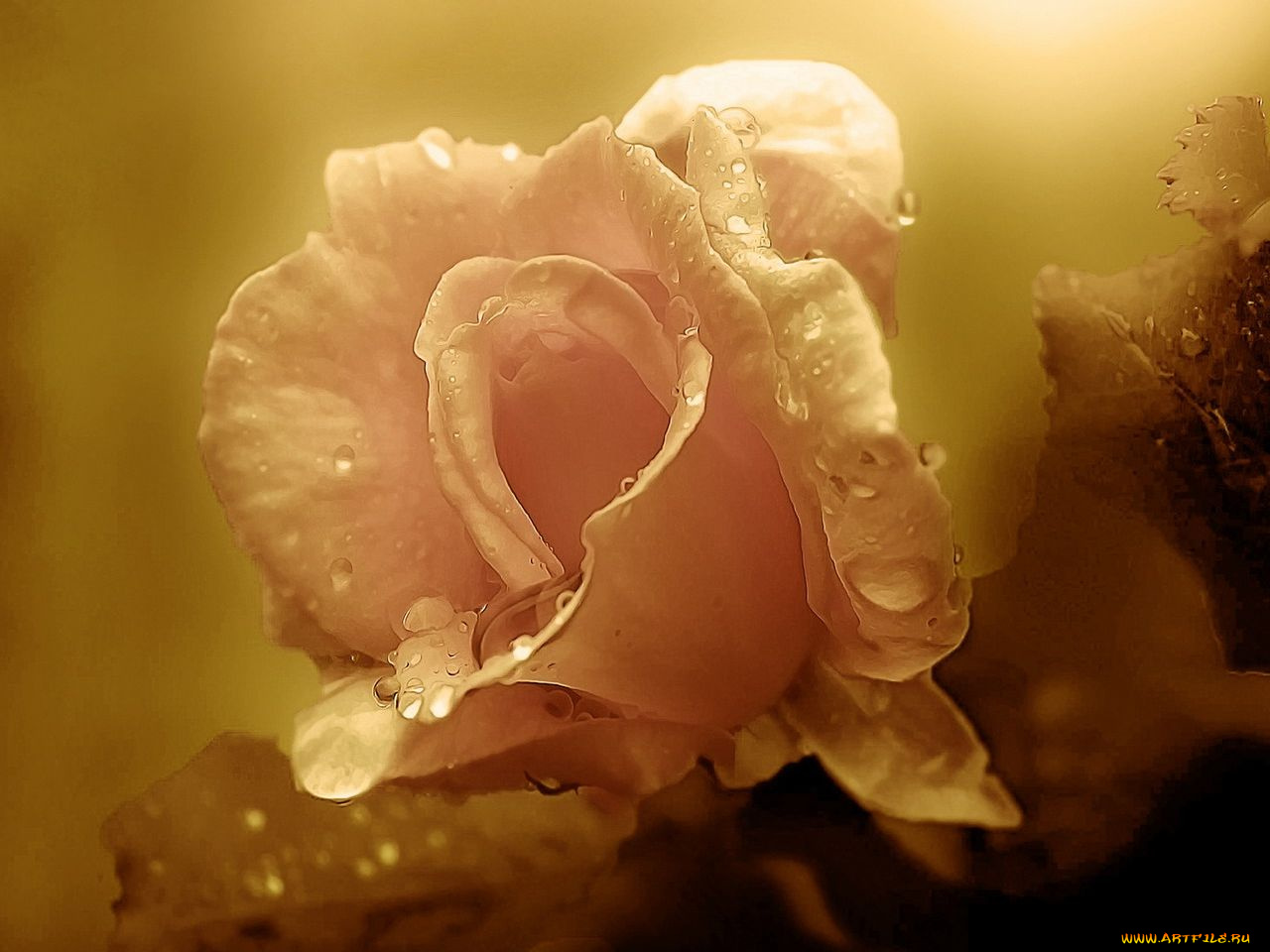 цветы, розы