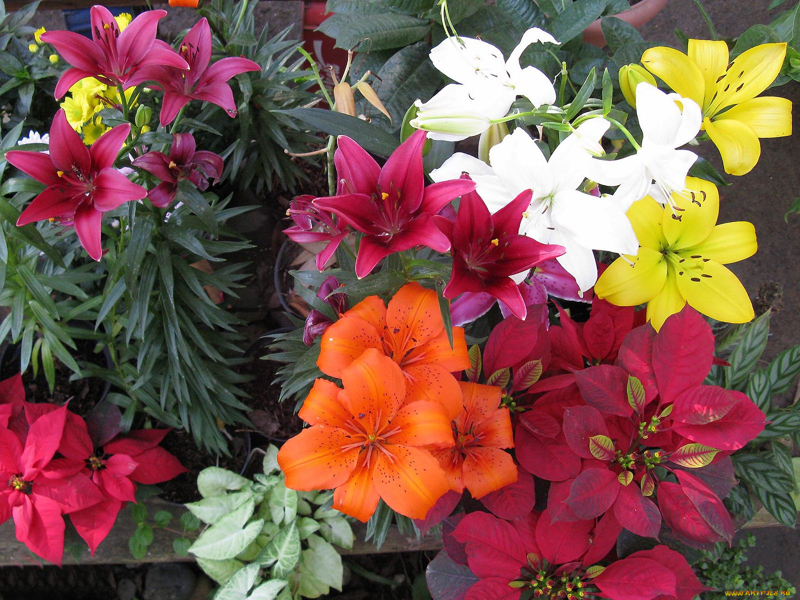 цветы, лилии, лилейники