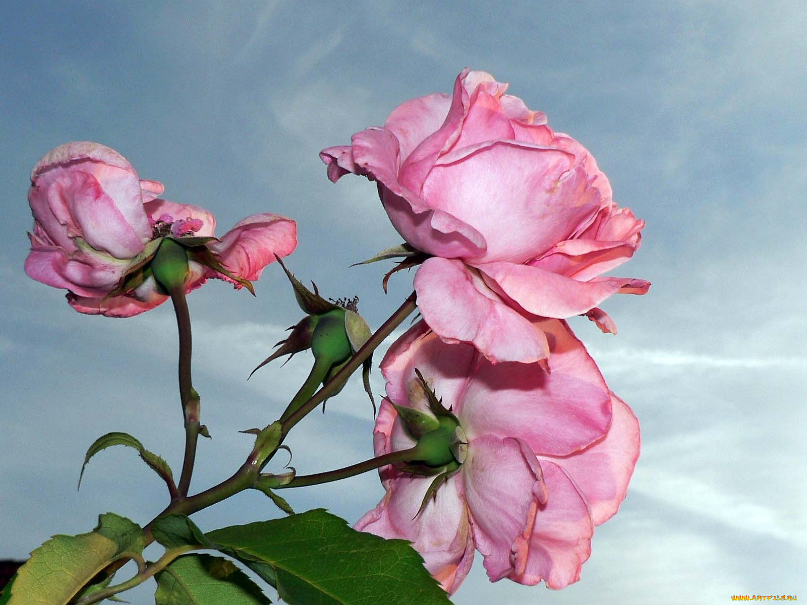 цветы, розы