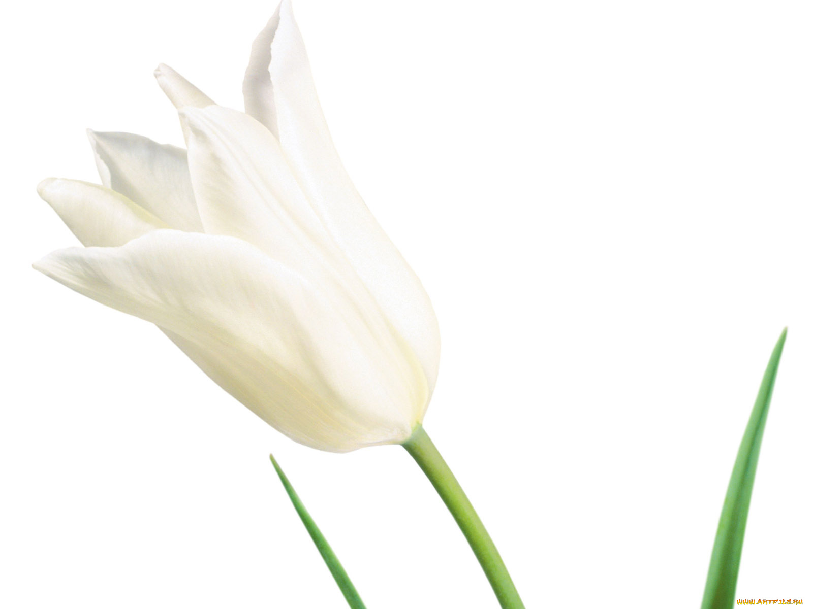 цветы, тюльпаны