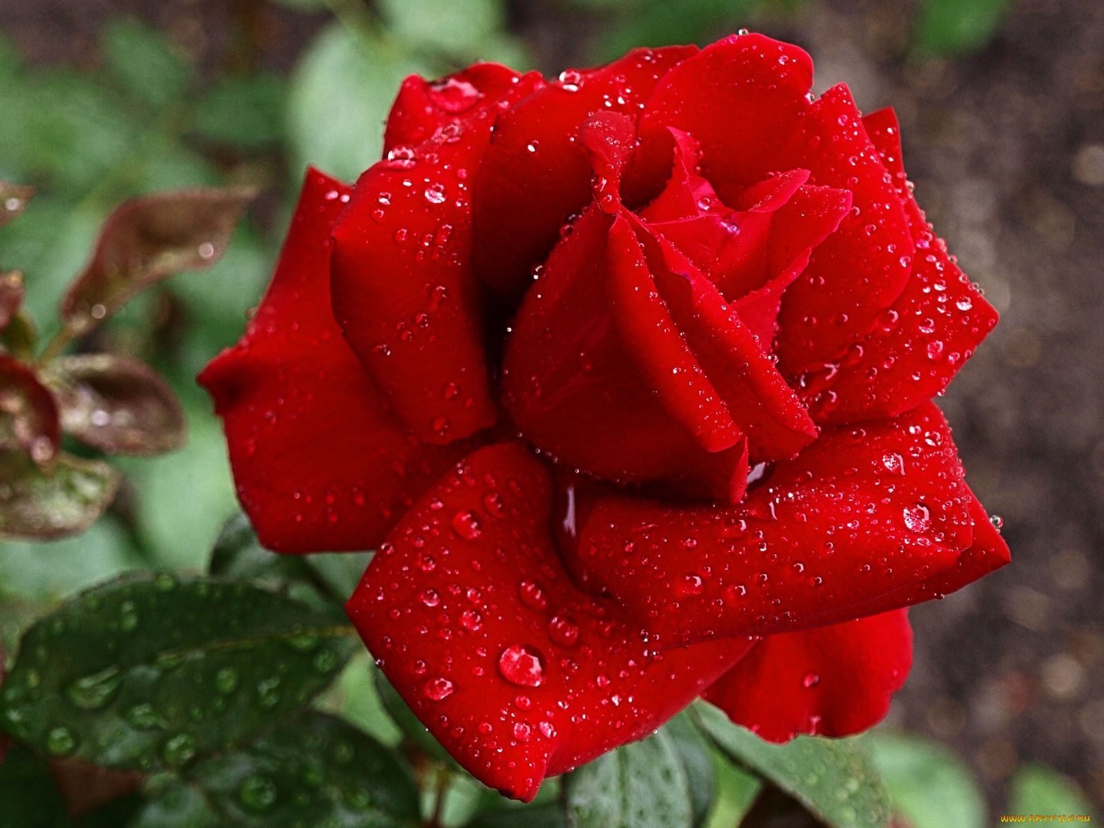 цветы, розы