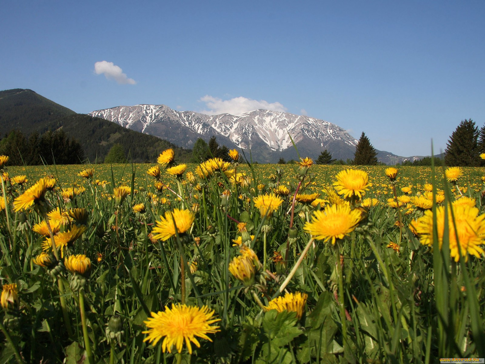 цветы, одуванчики