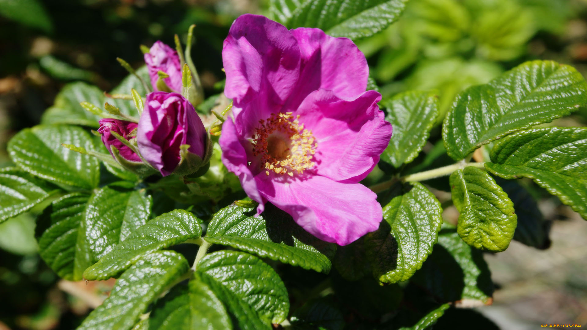 цветы, шиповник