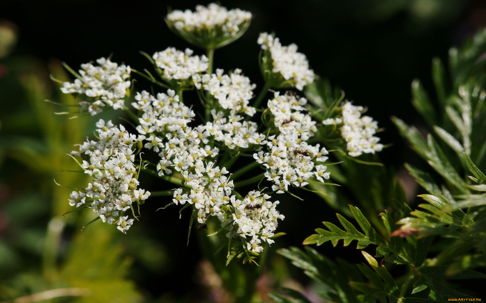 цветы, луговые, полевые
