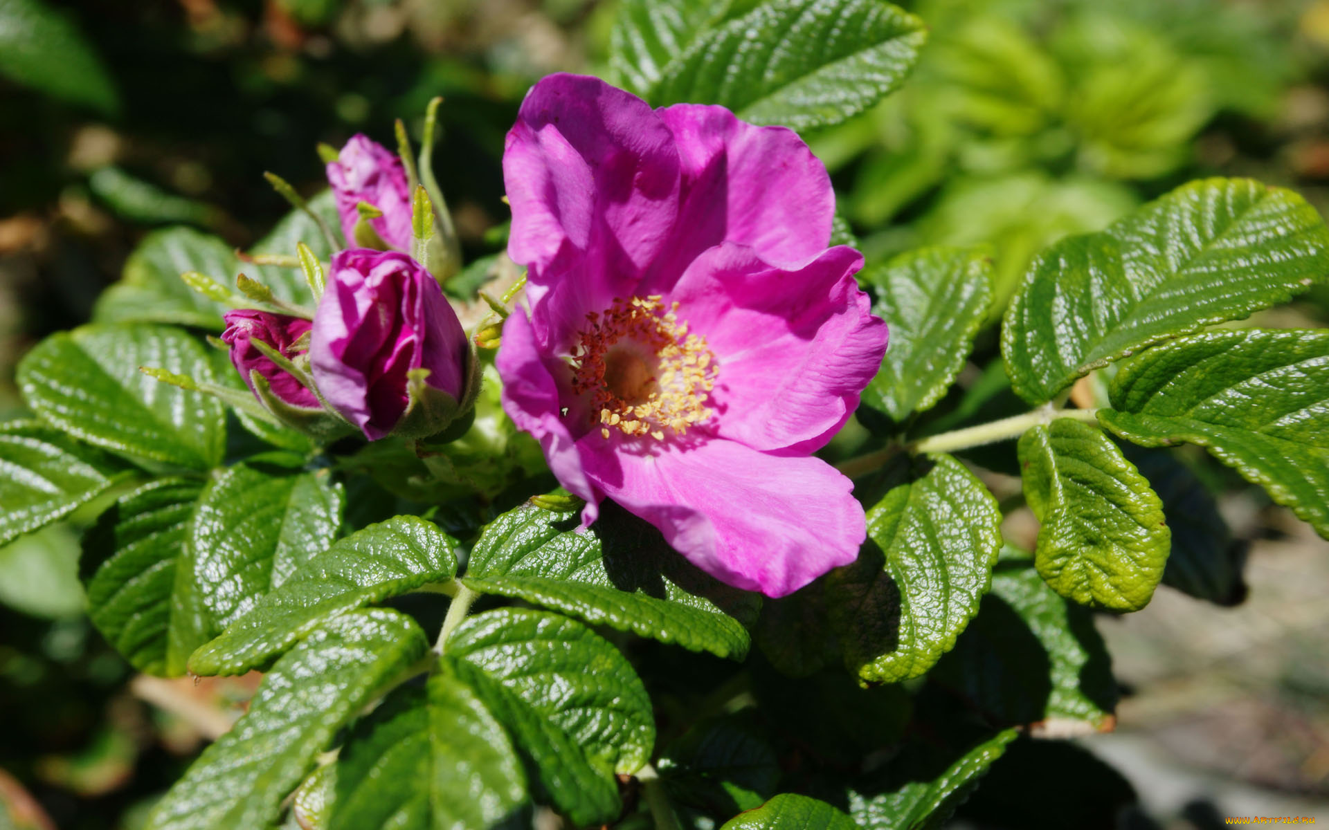 цветы, шиповник