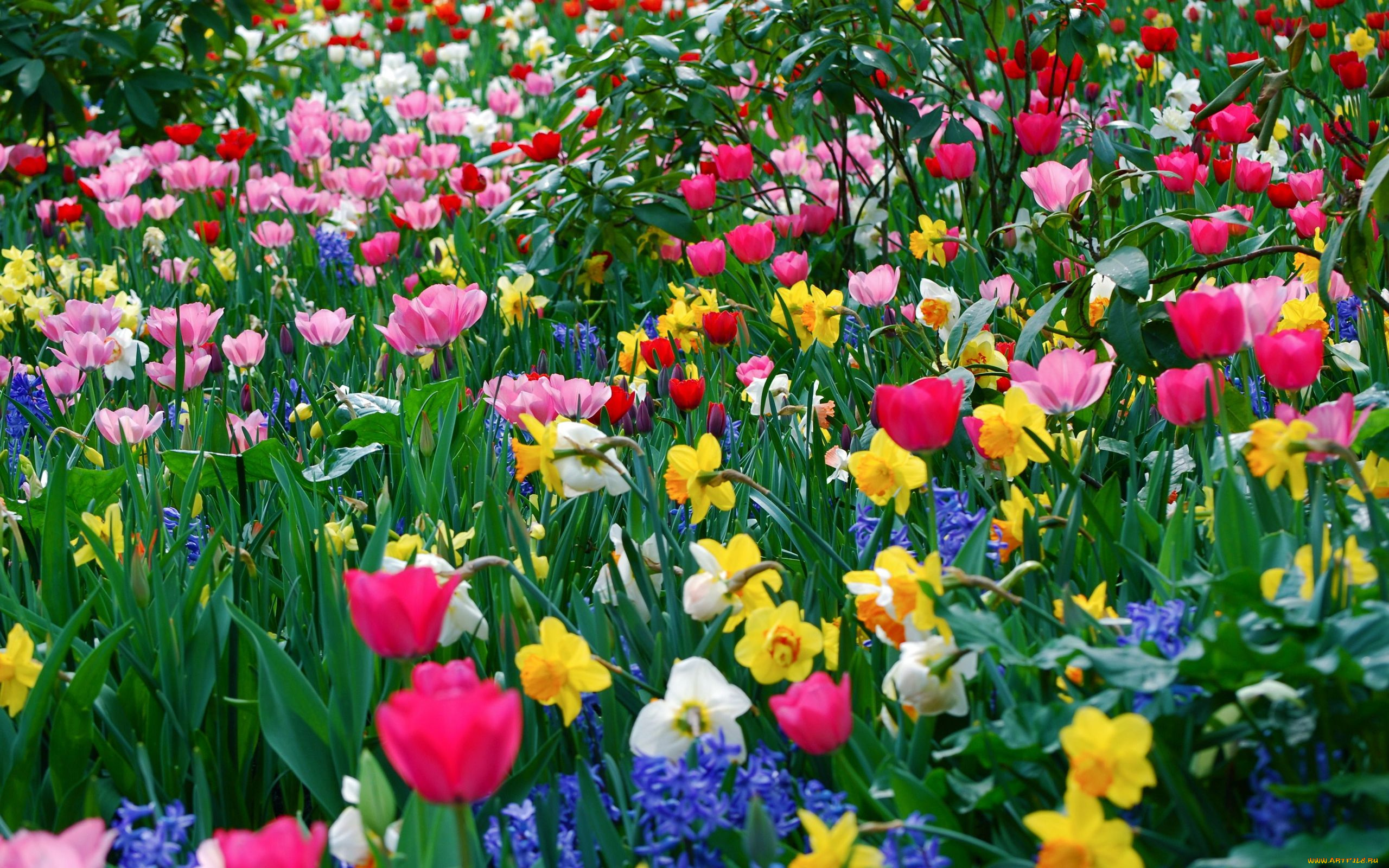 цветы, разные, вместе