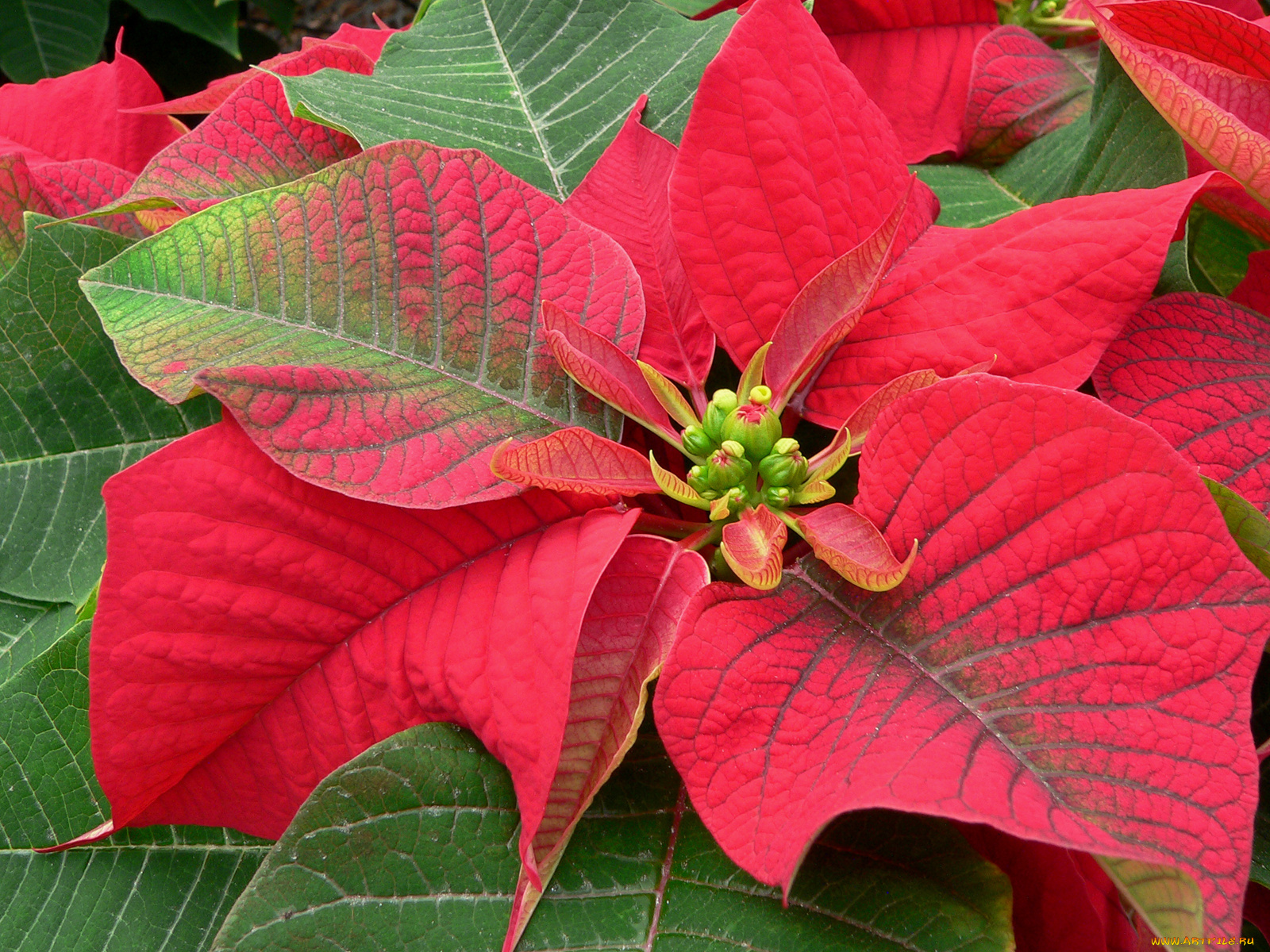 цветы, пуансеттия, листья