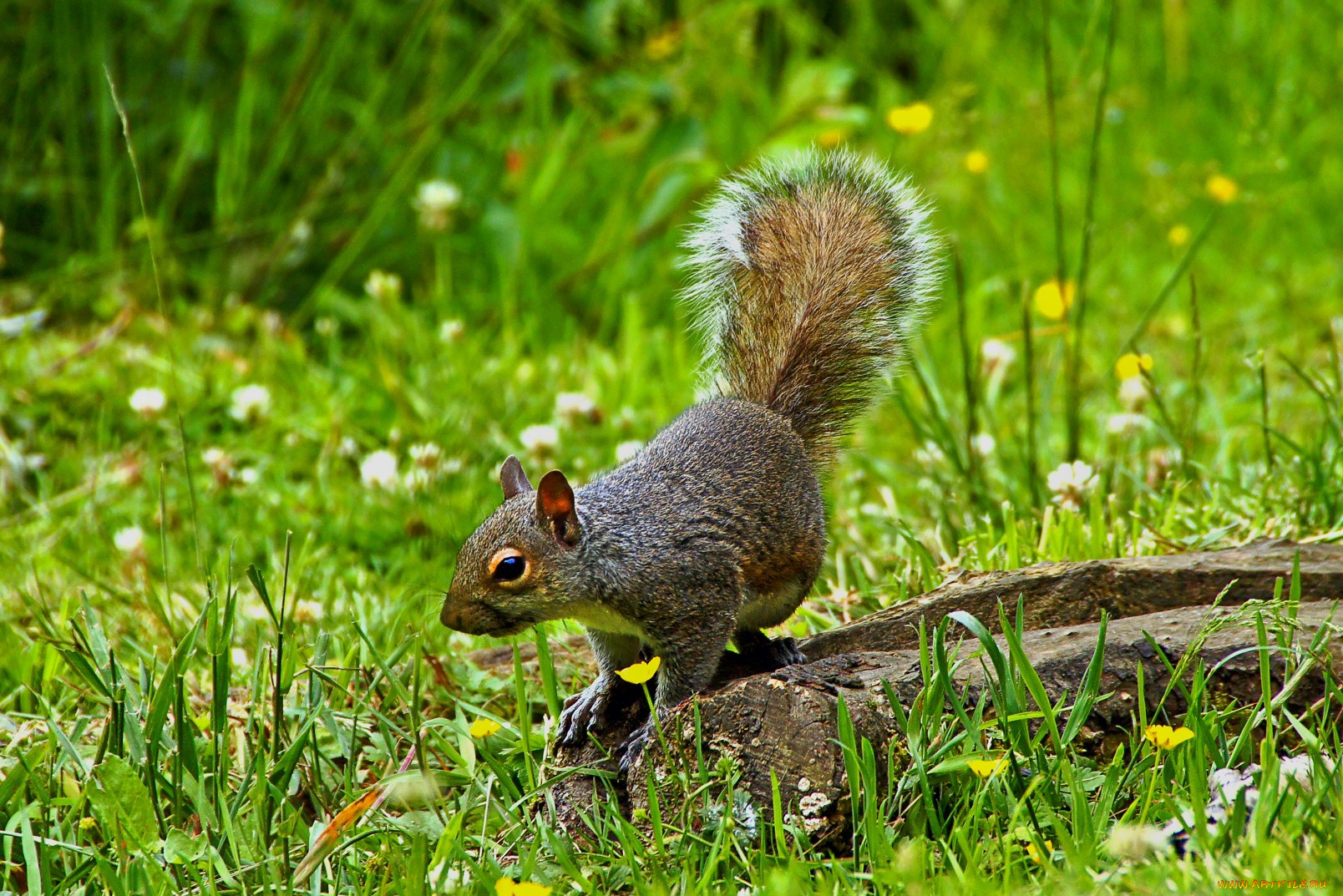 животные, белки, трава