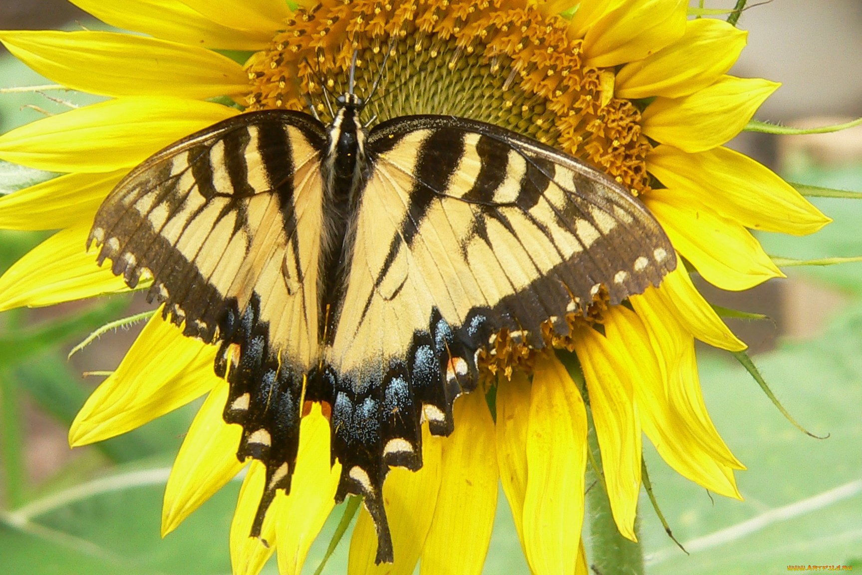 животные, бабочки, бабочка