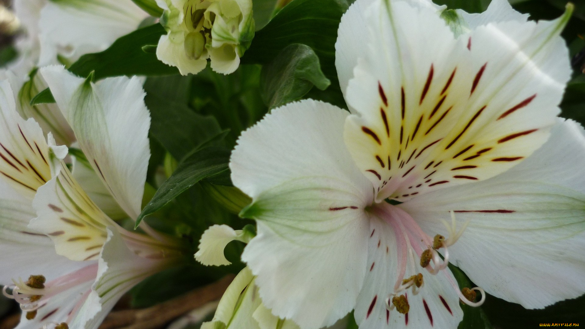 цветы, альстромерия, белый