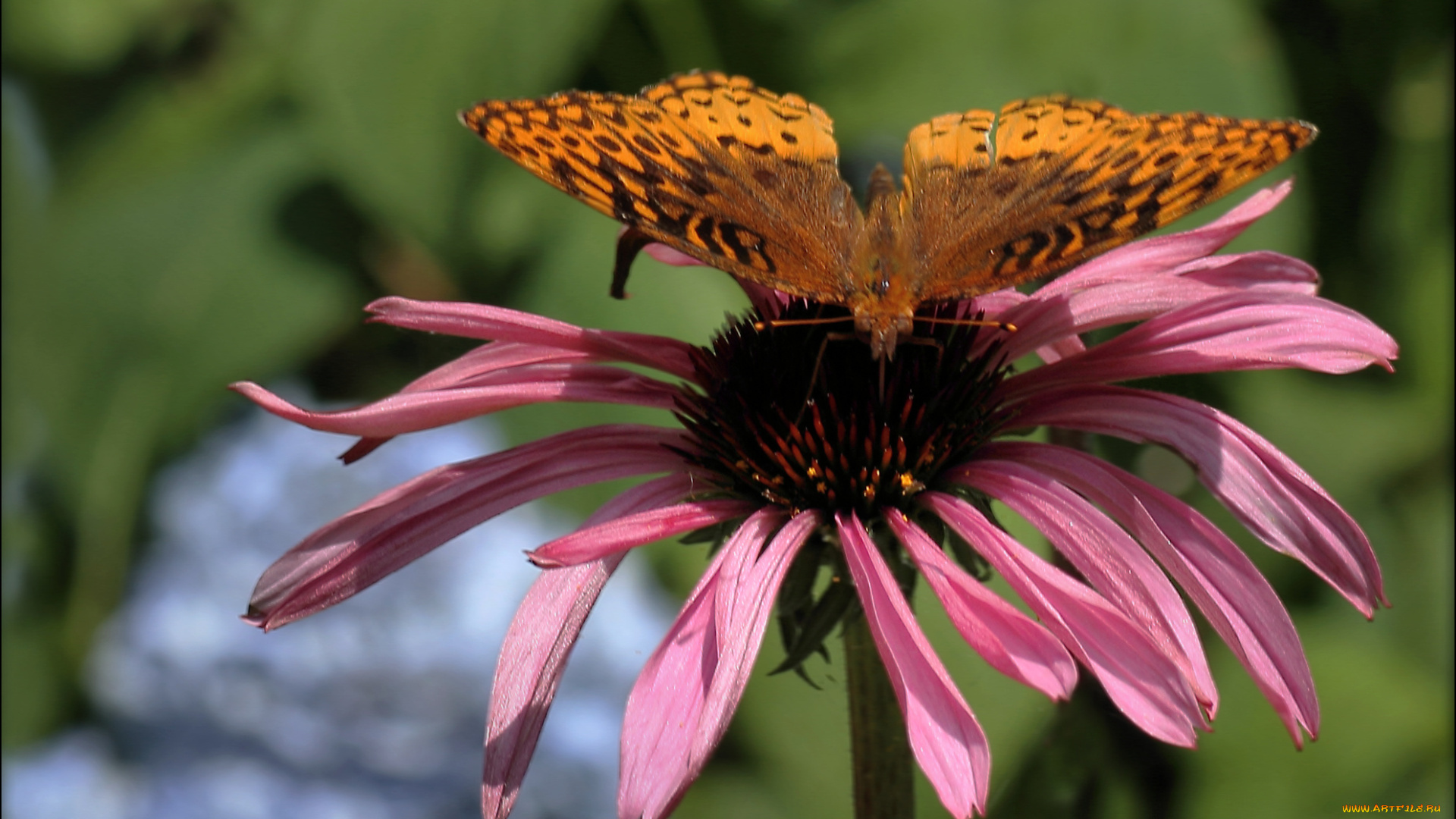 цветы, эхинацея, лепестки