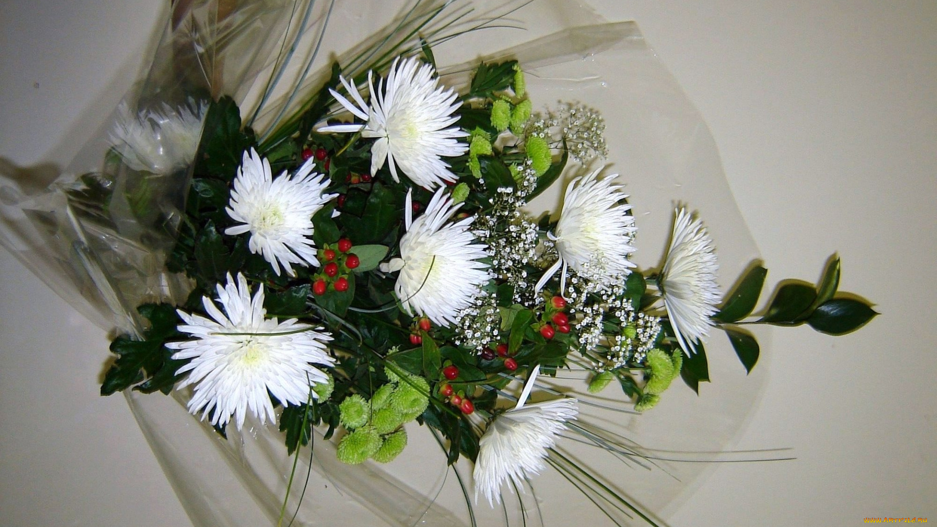 цветы, хризантемы, белый, зеленый, красный