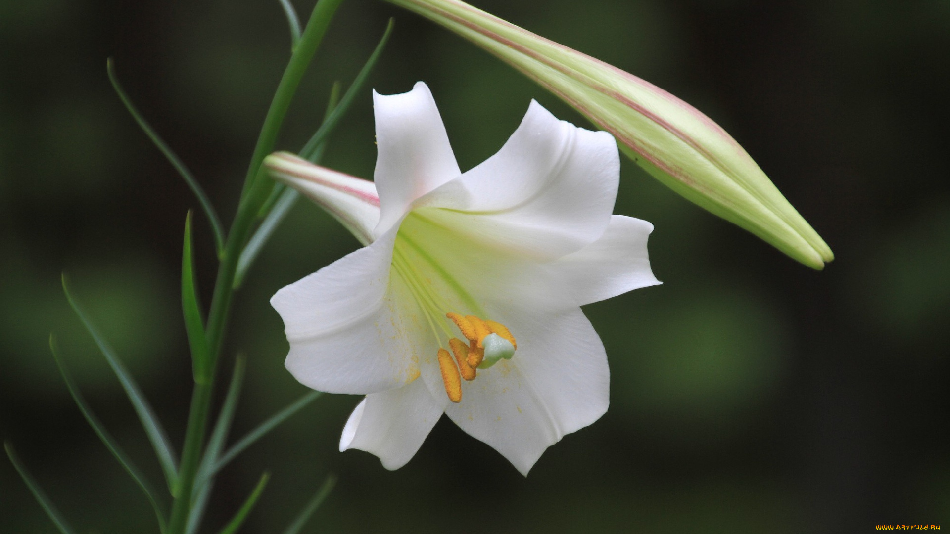 цветы, лилии, лилейники, лепестки