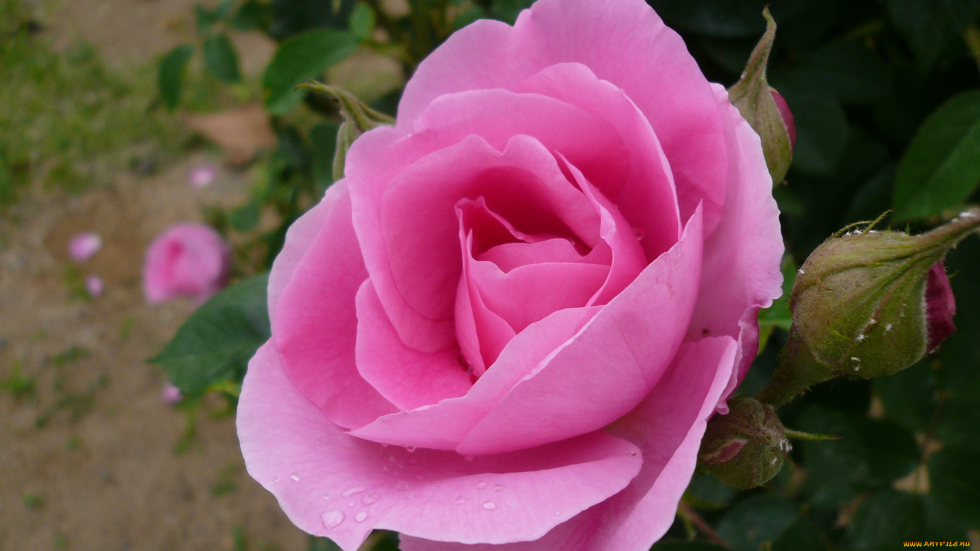 цветы, розы, rose