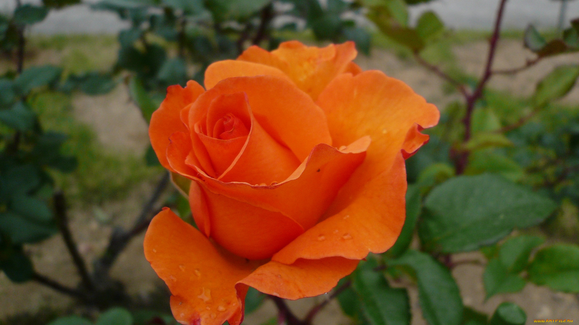 цветы, розы, rose