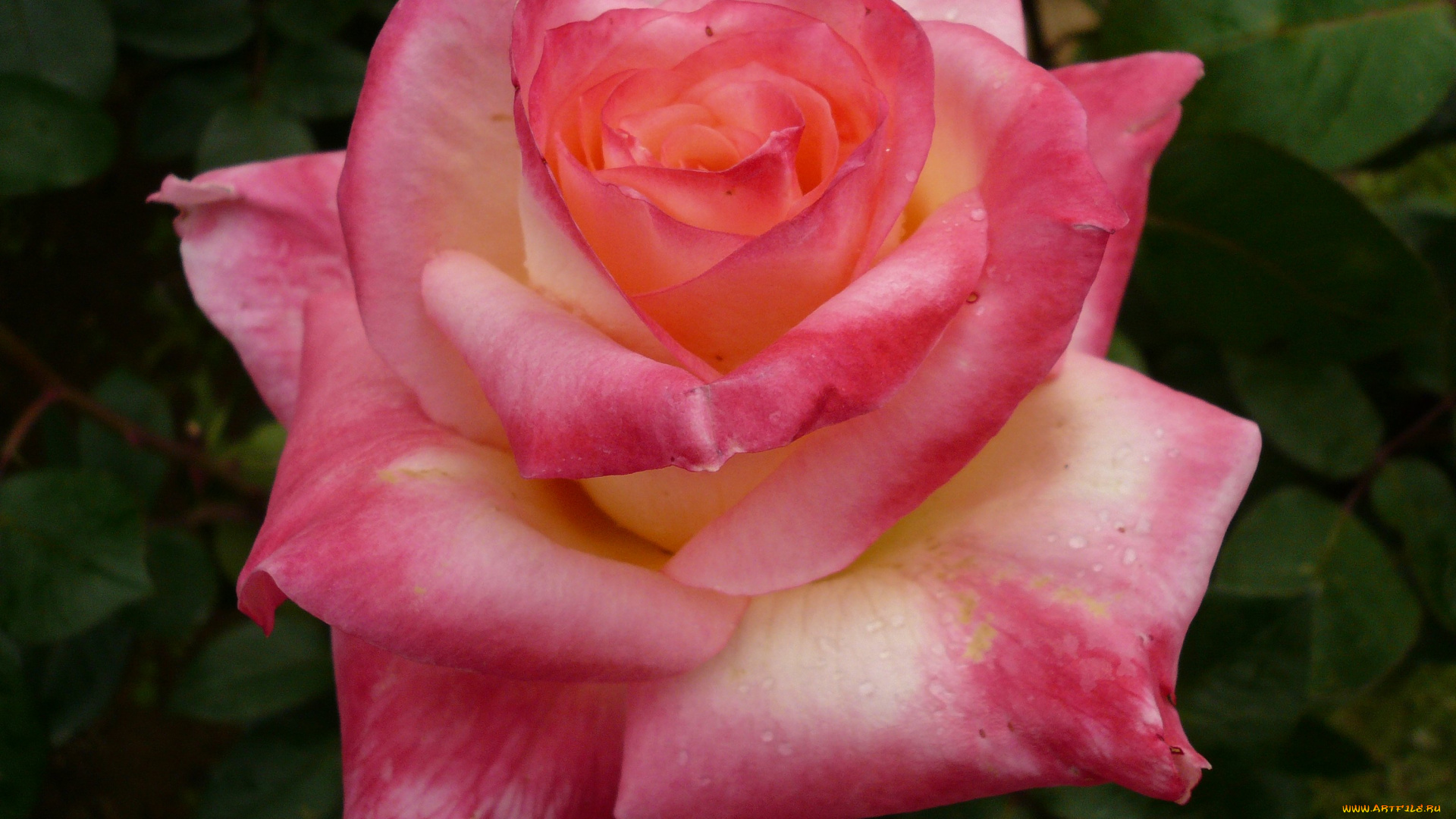 цветы, розы, rose