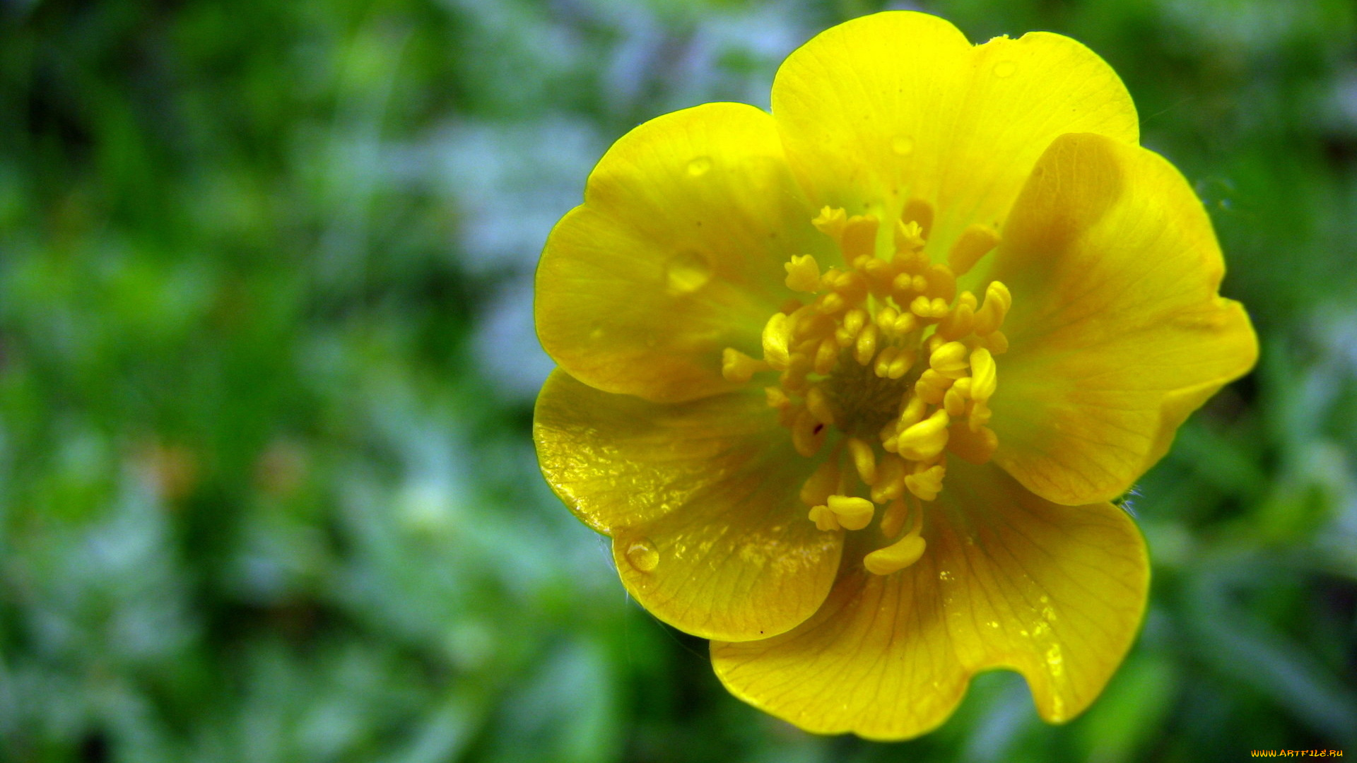 цветы, желтый, капли