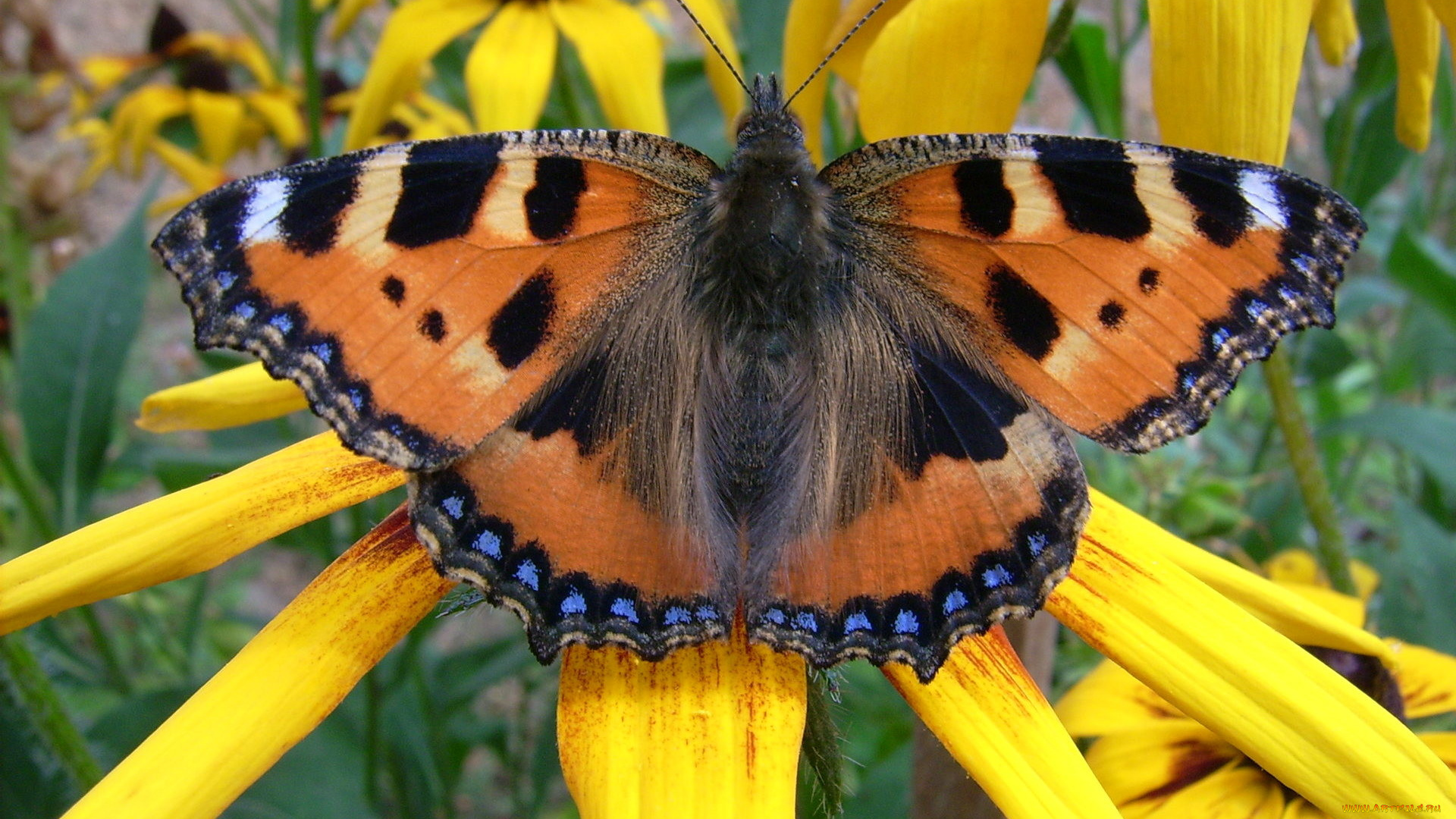 животные, бабочки, желтый, цветок, бабочка