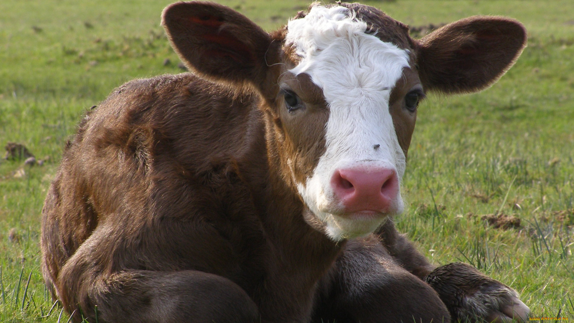 животные, коровы, буйволы, теленок