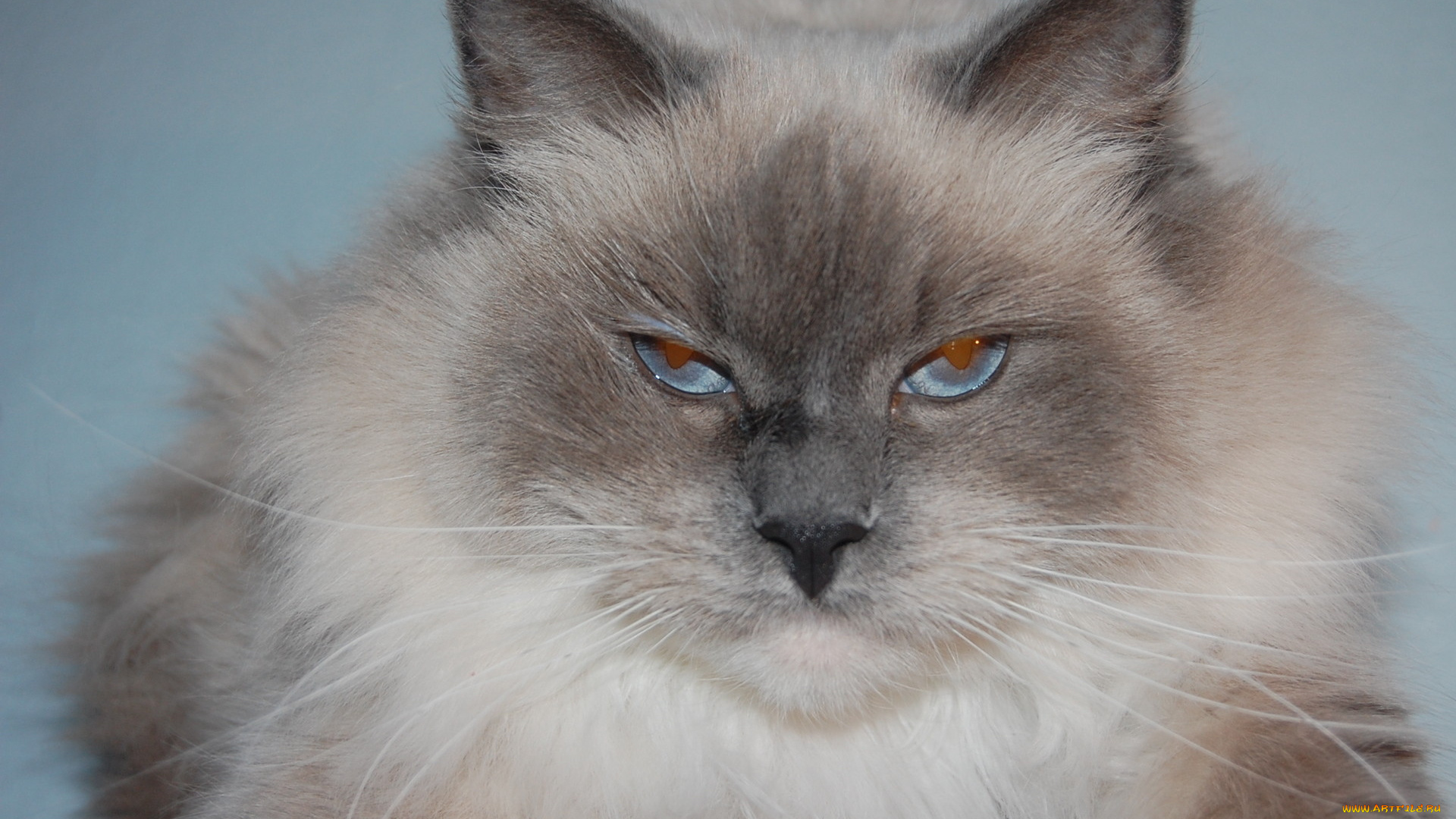 животные, коты, макро, сиамский, длинношерстный, голубоглазый