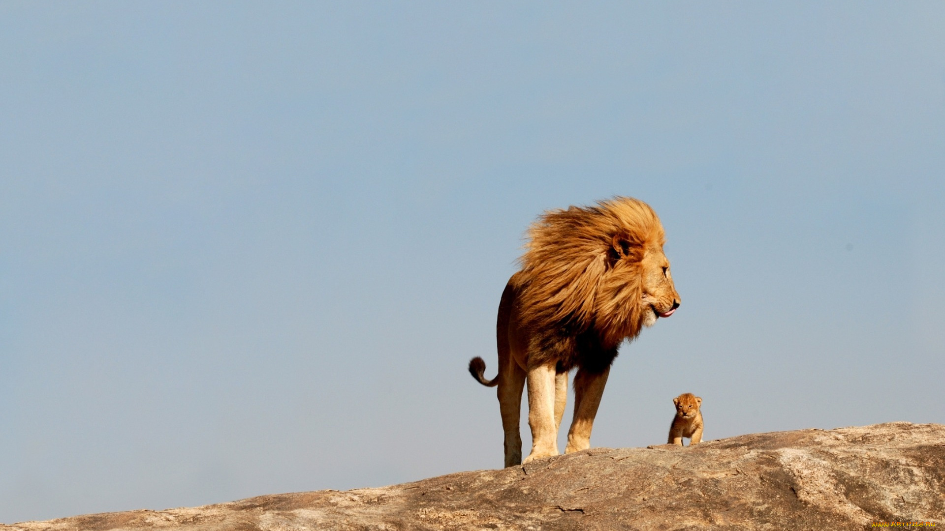 животные, львы, отец, львёнок, детёныш, царь, зверей