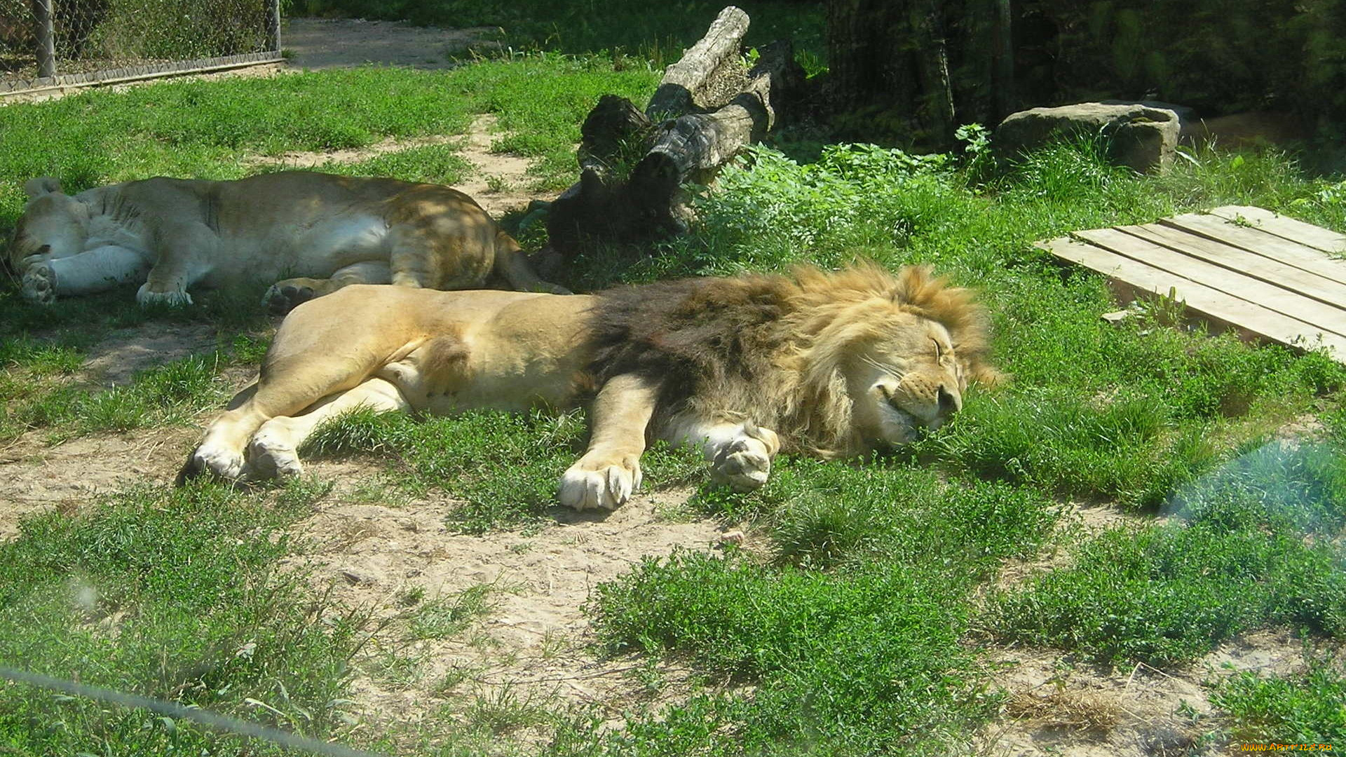 животные, львы, спящие, зоопарк