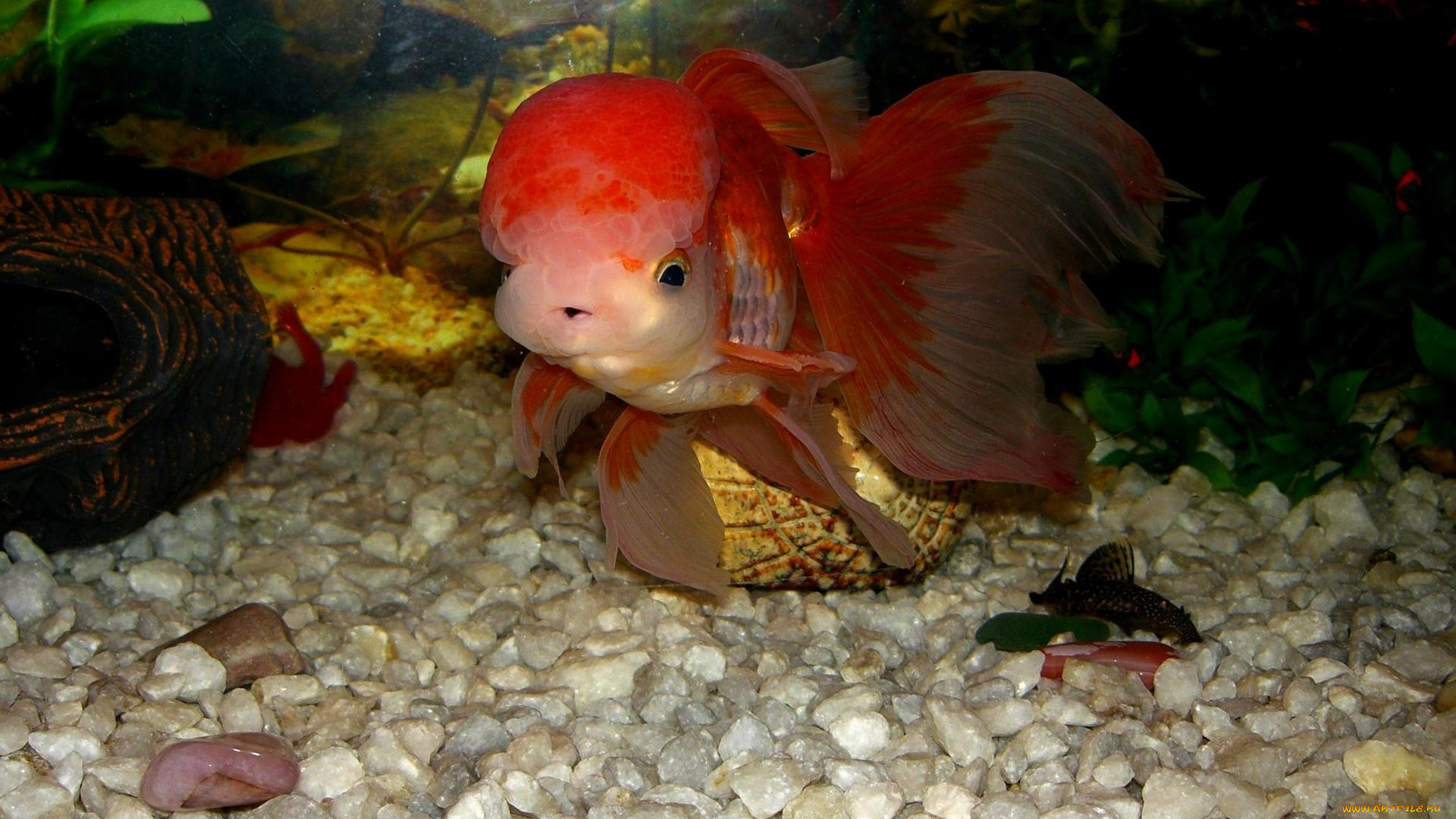 животные, рыбы, краса, аквариума