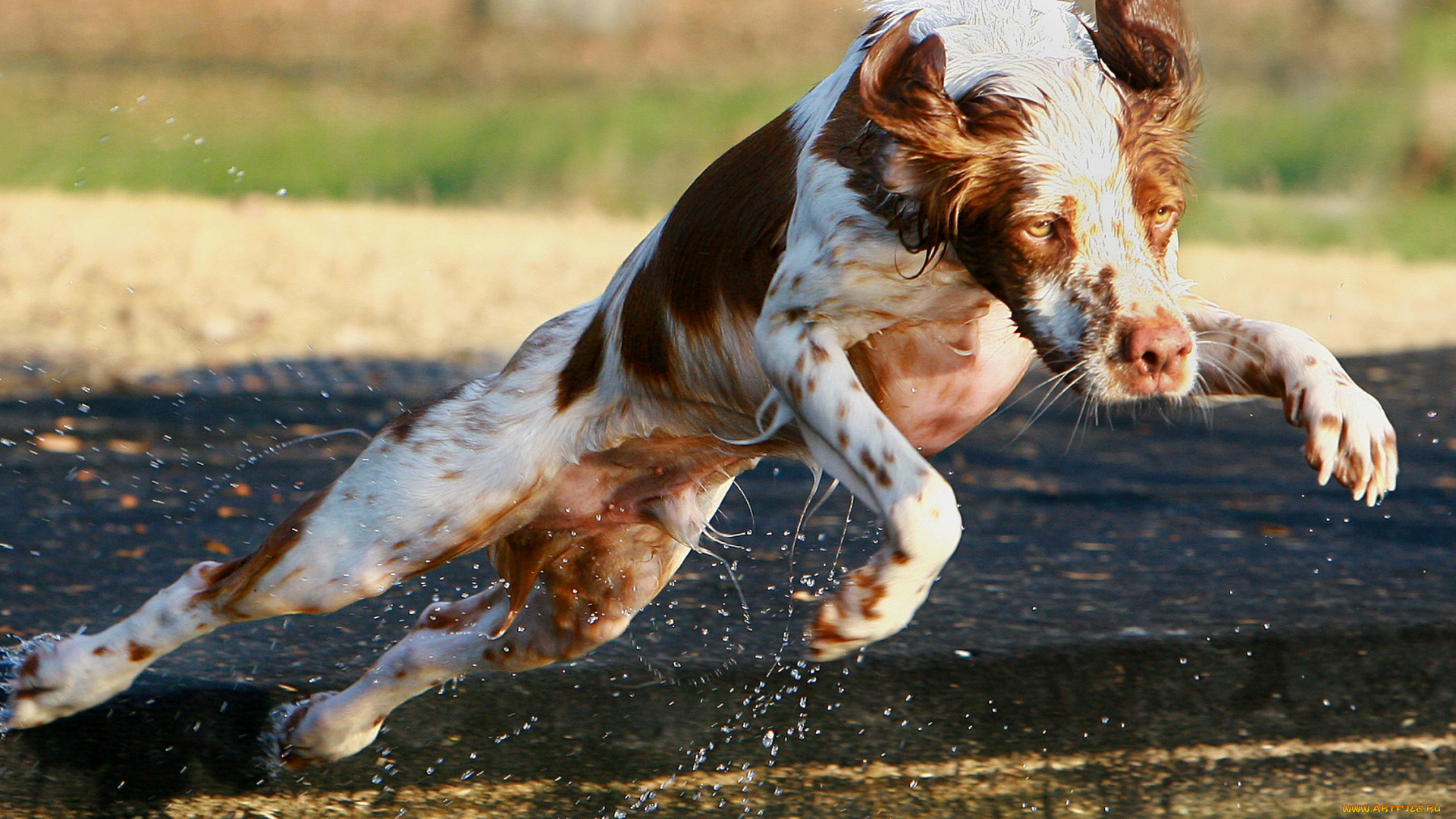 животные, собаки, прыжок