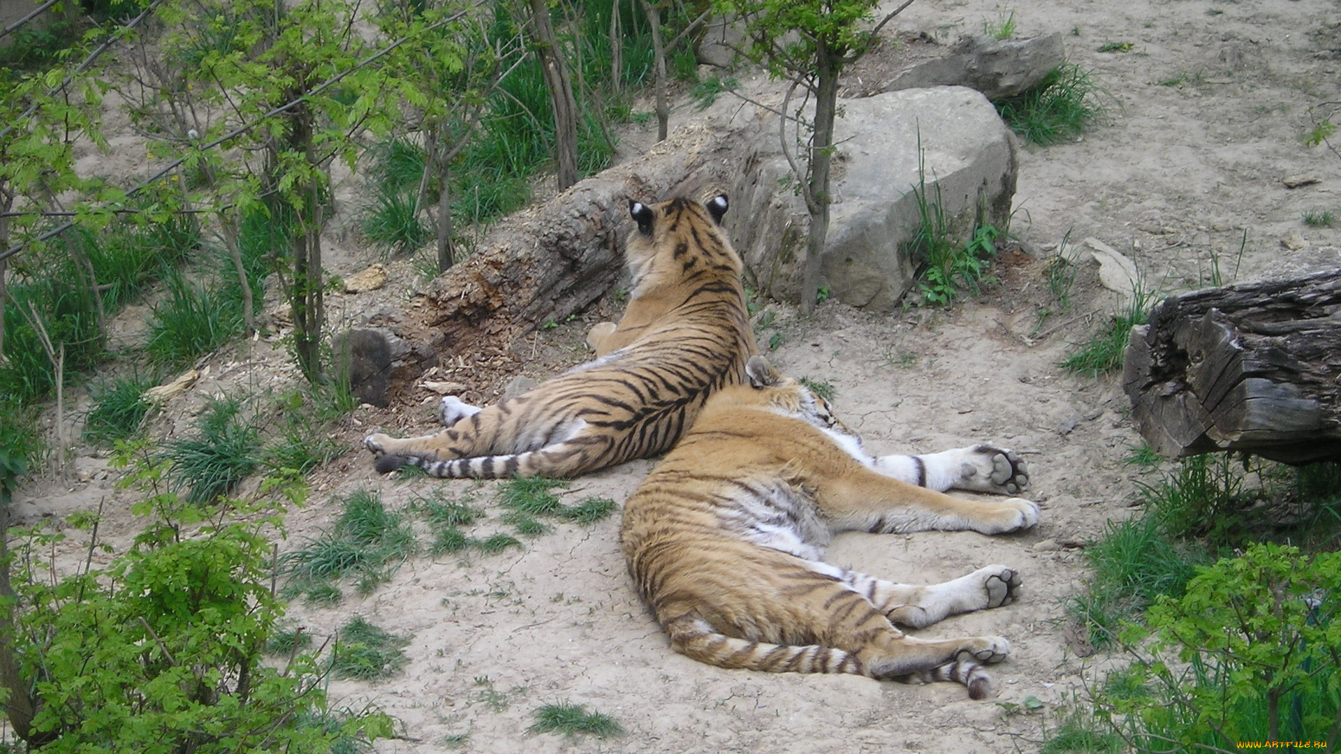 животные, тигры, зоопарк