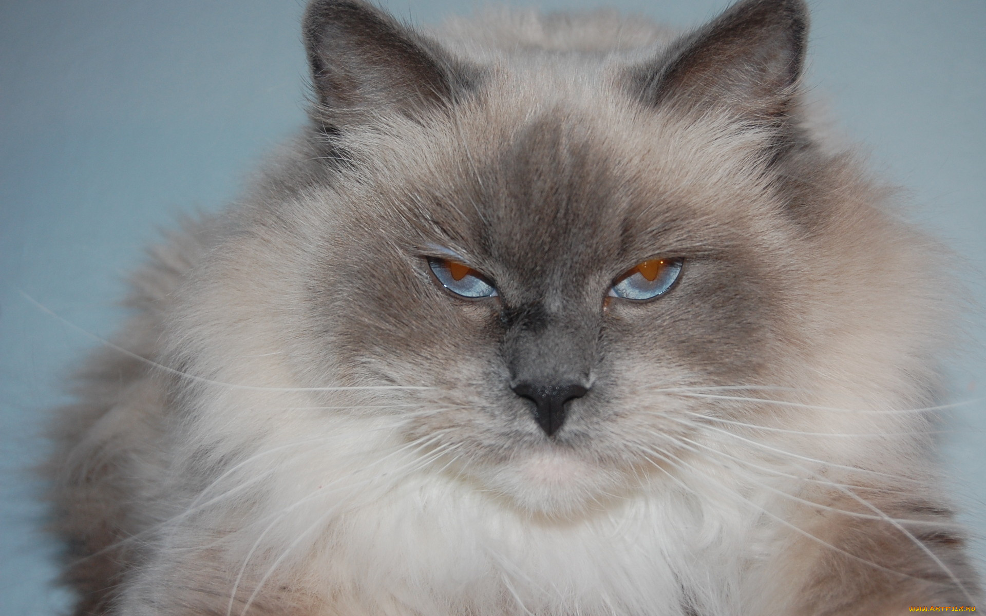 животные, коты, макро, сиамский, длинношерстный, голубоглазый