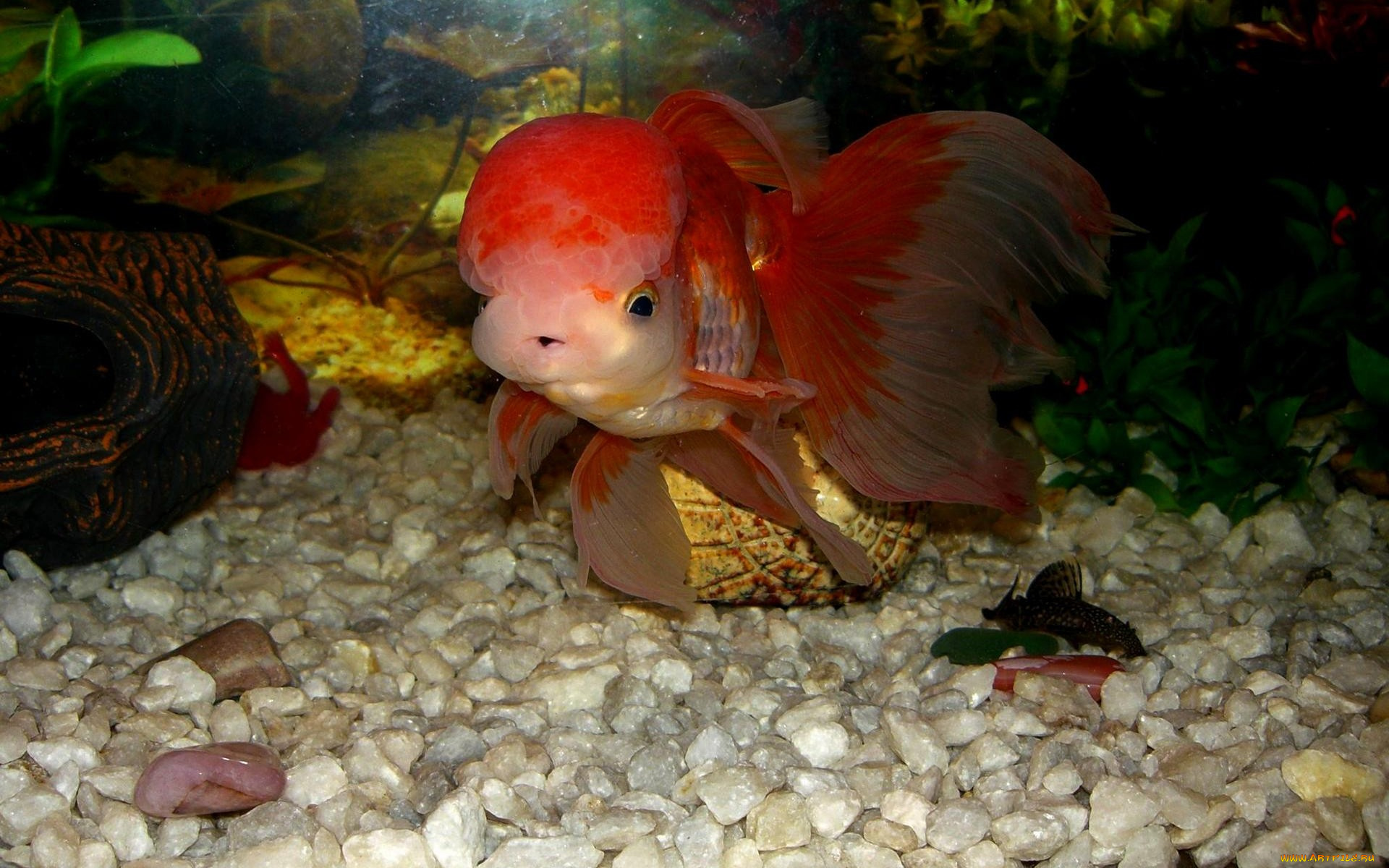 животные, рыбы, краса, аквариума