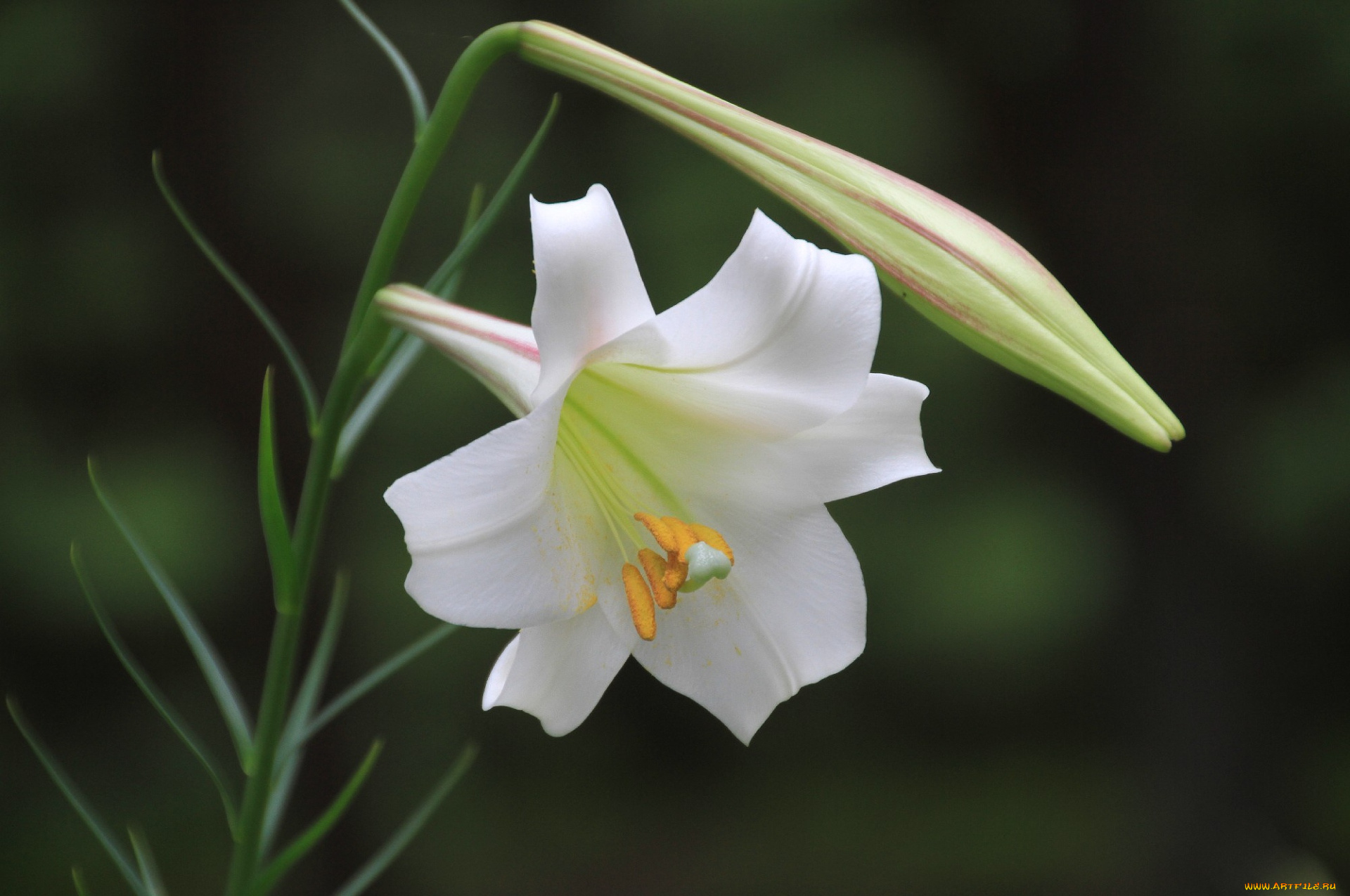 цветы, лилии, лилейники, лепестки