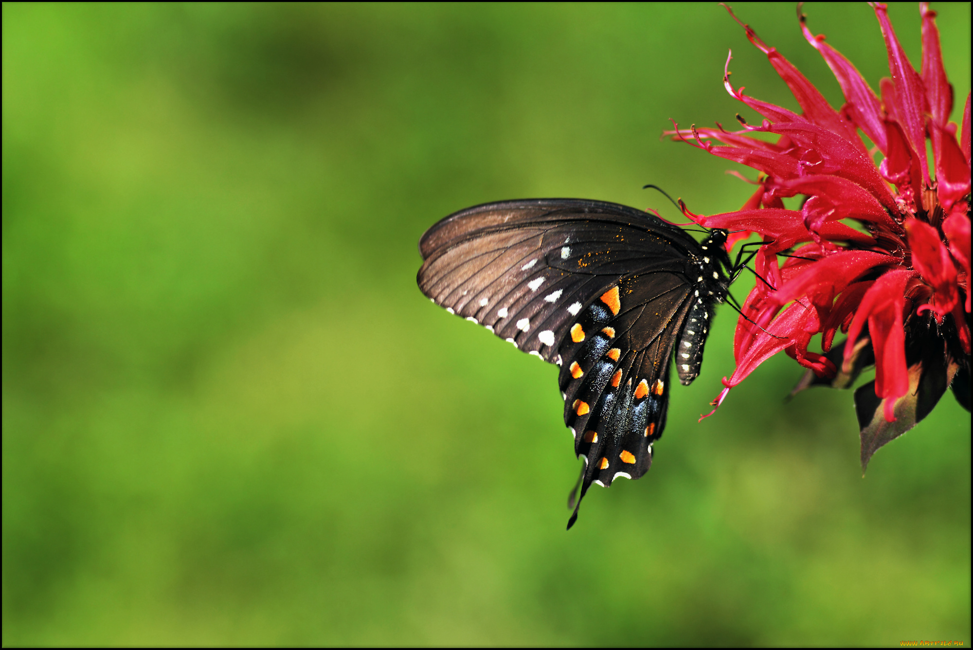 животные, бабочки, цветок